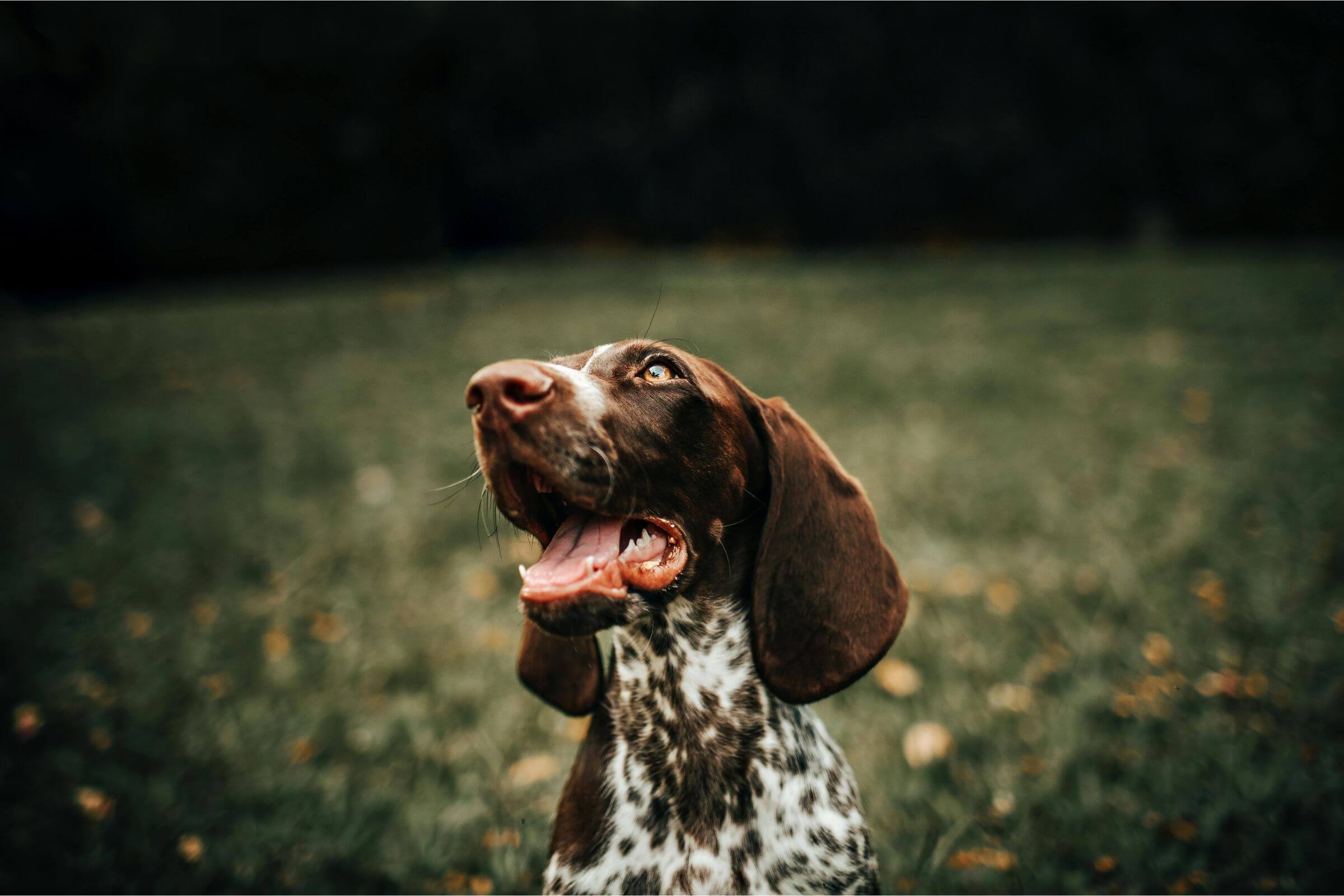 Meu cachorro está com secreção no nariz: pode ser gripe? clínica veterinária 24h