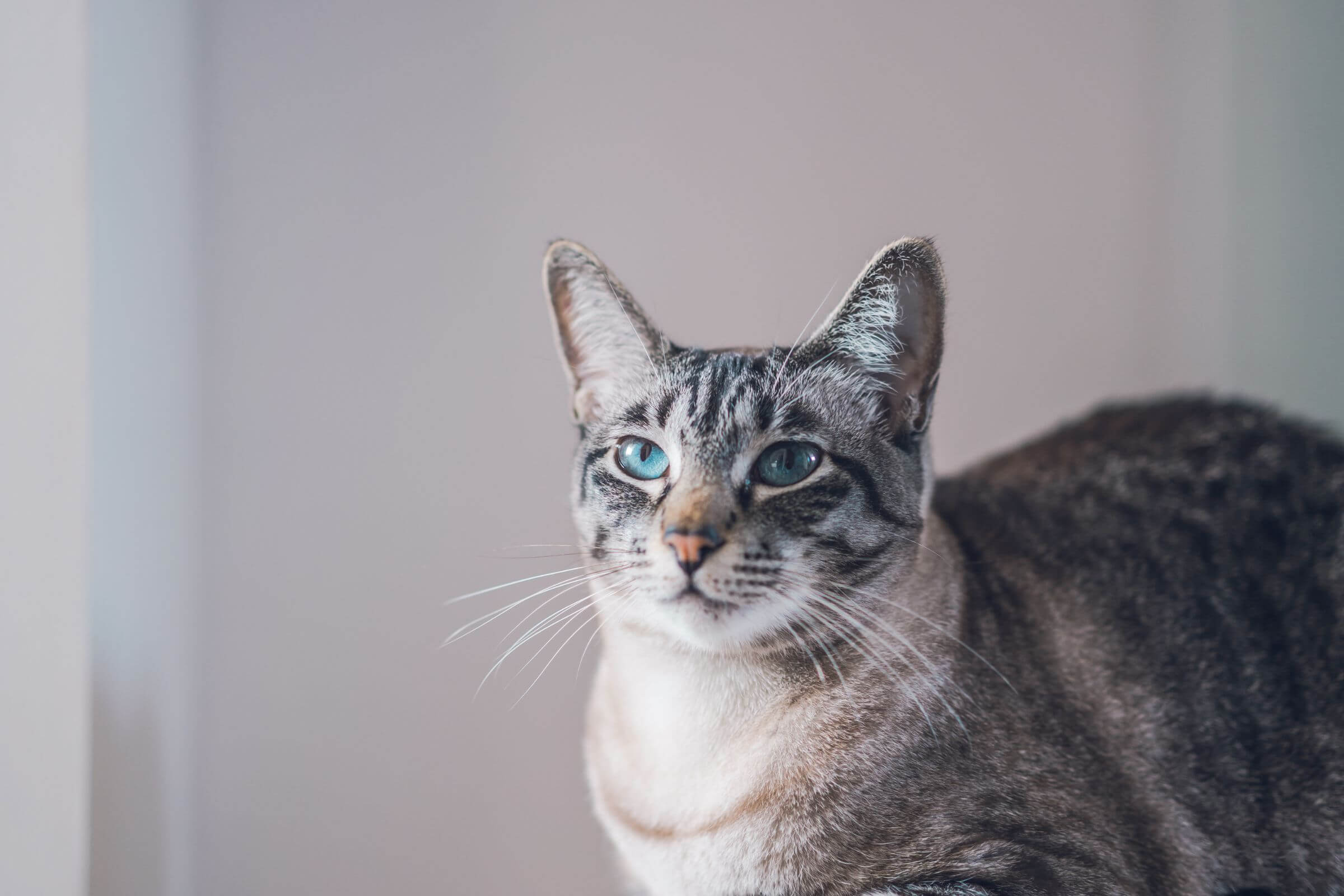 Gato com secreção nos olhos: devo me preocupar? clínica veterinária 24h