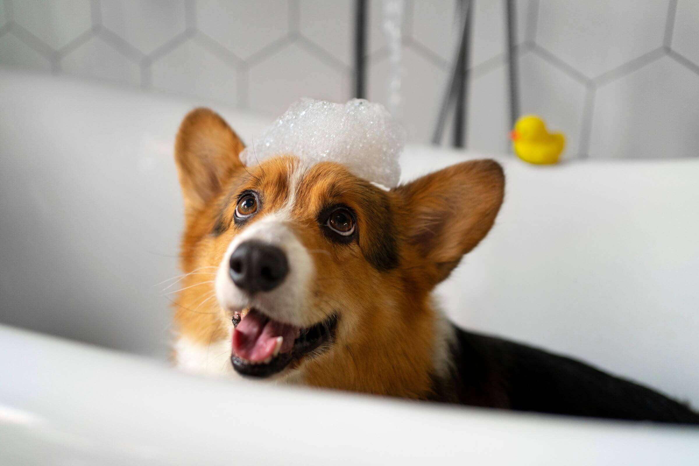 Posso usar shampoo humano no meu cachorro? clínica veterinária 24h