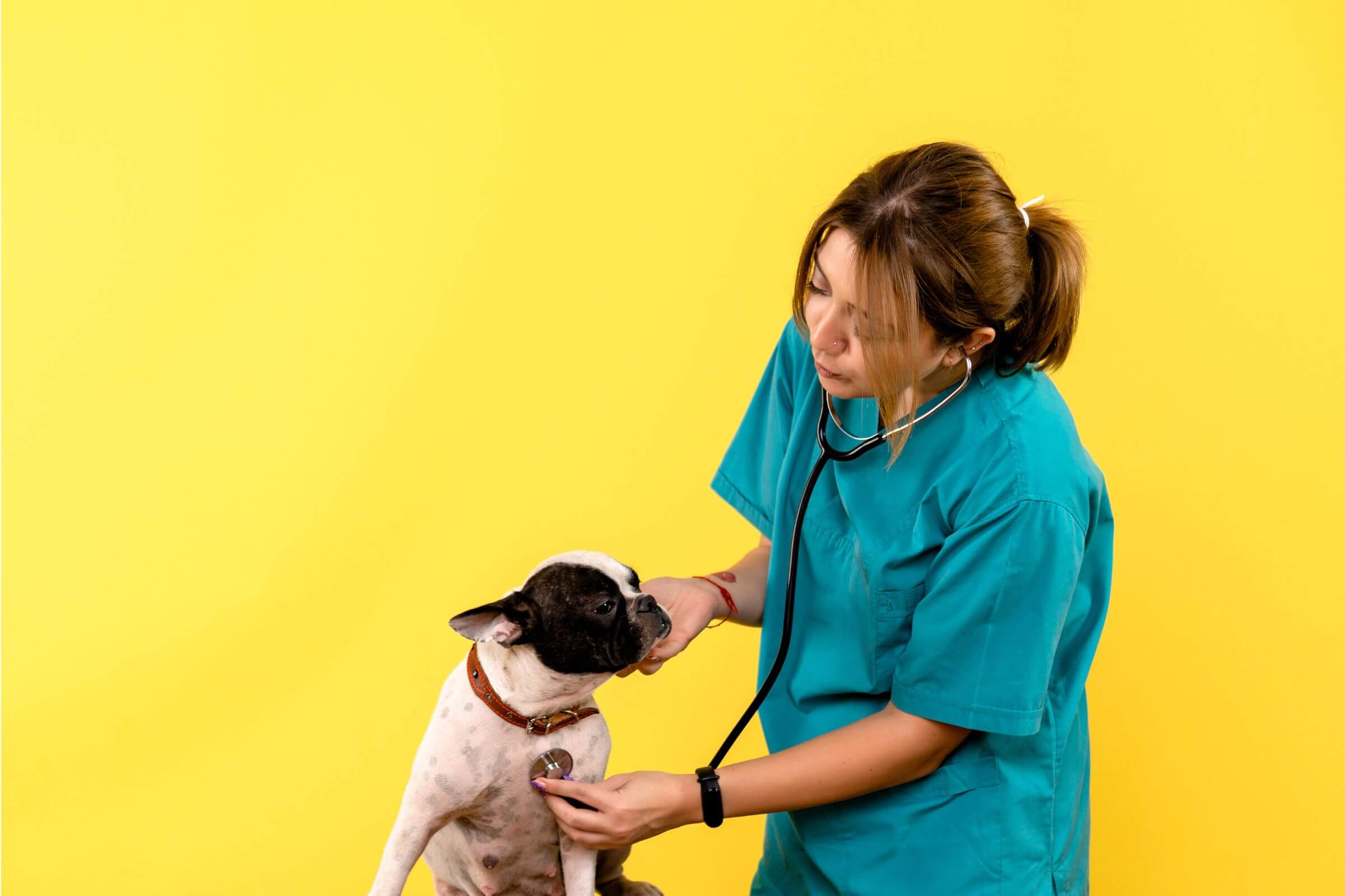 O que significa sopro cardíaco em cães? clínica veterinária 24h