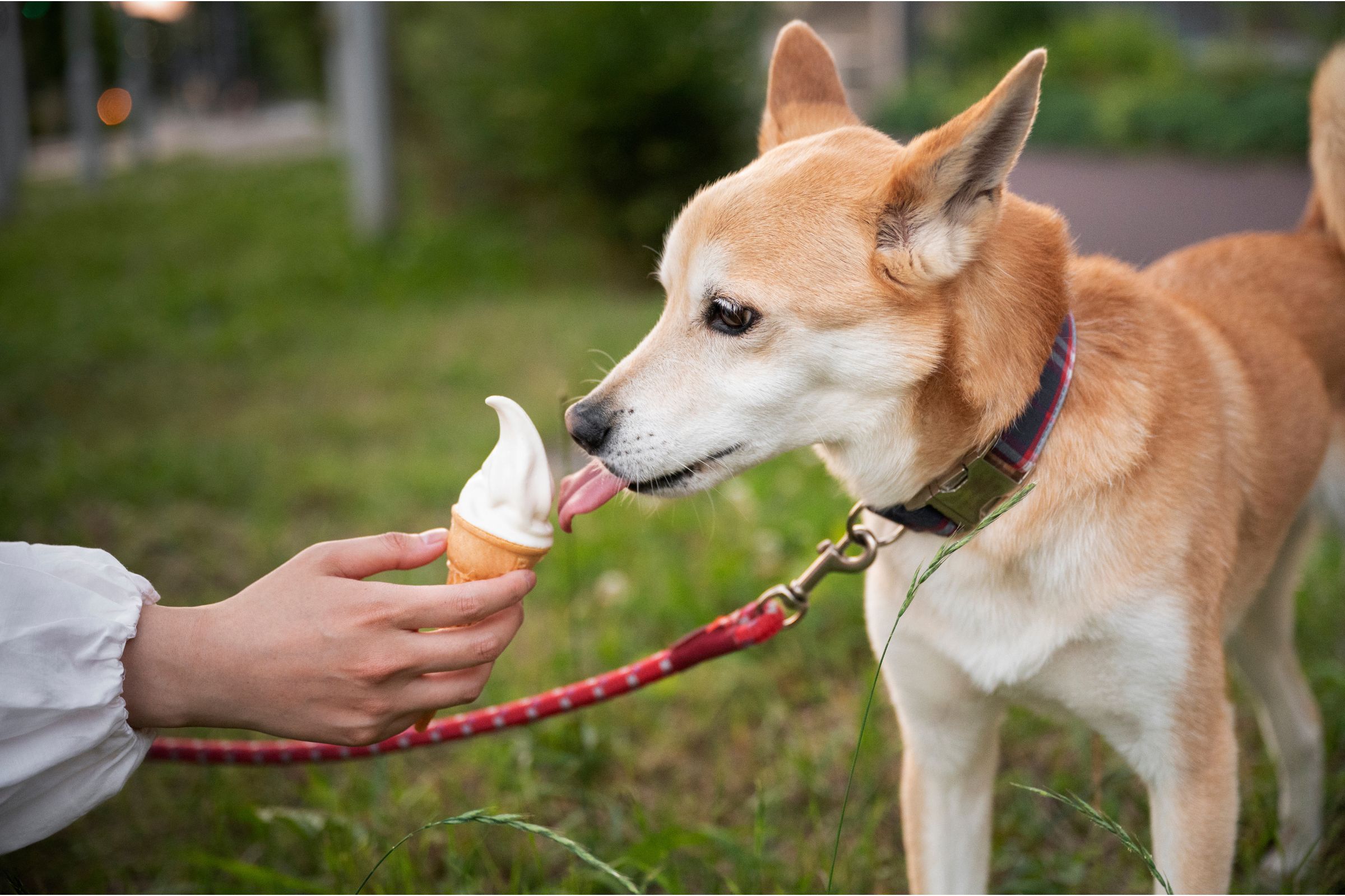 Sorvete para cachorro: posso dar? clínica veterinária 24h
