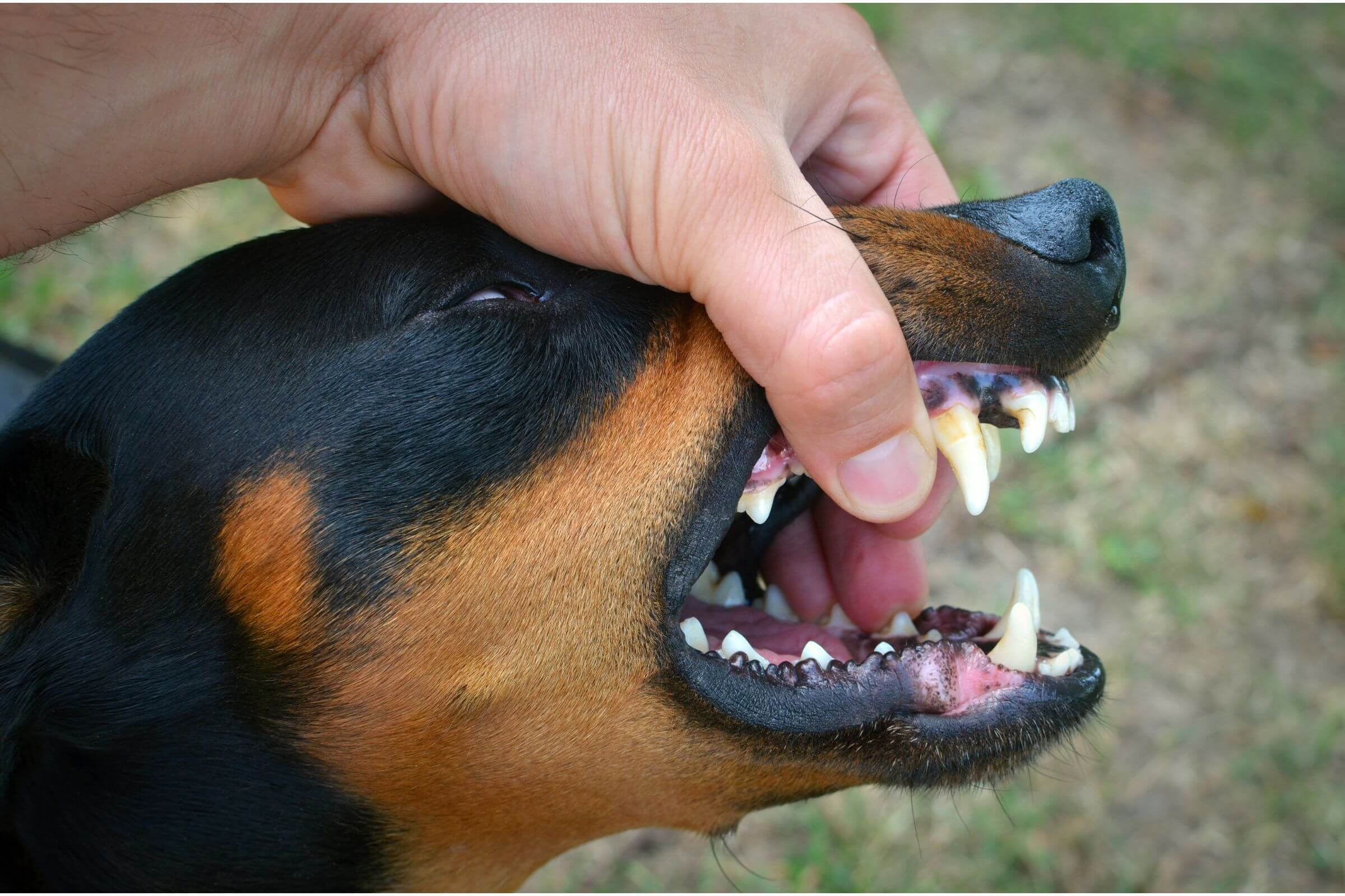 Tártaro em cachorro: como limpar sem machucar? clínica veterinária 24h
