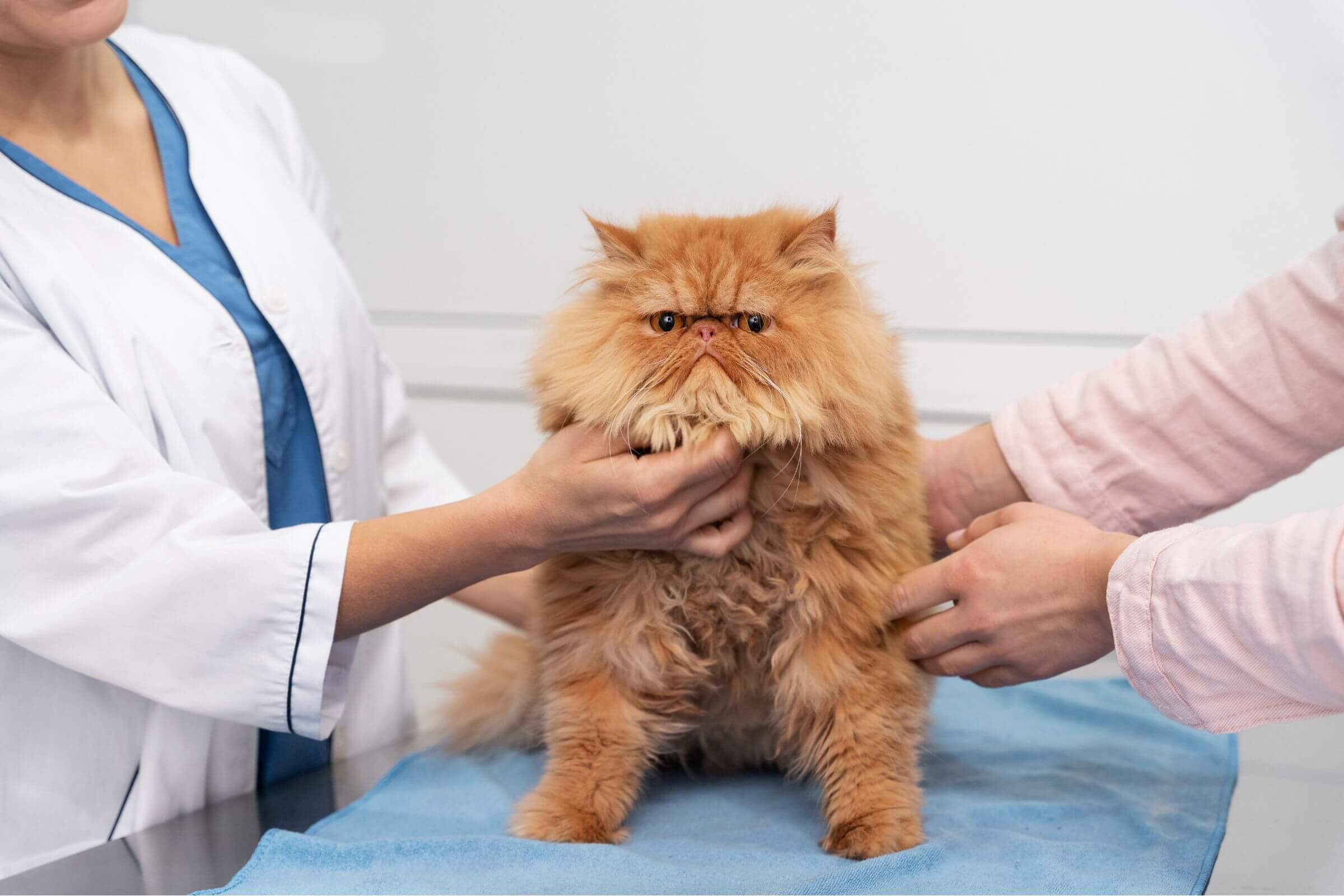 Hipo ou hipertireoidismo em cães e gatos: diferenças, clínica veterinária 24h