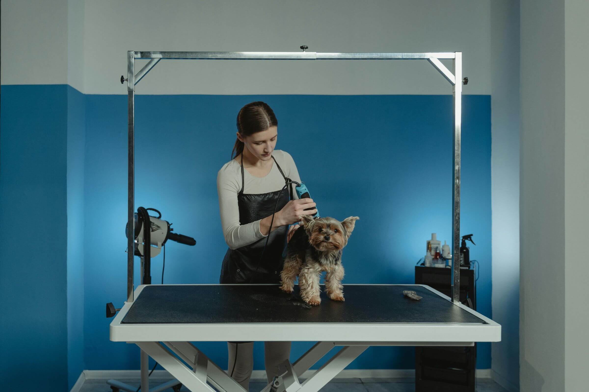 O que são tosa higiênica e tosa terapêutica? clínica veterinária 24h