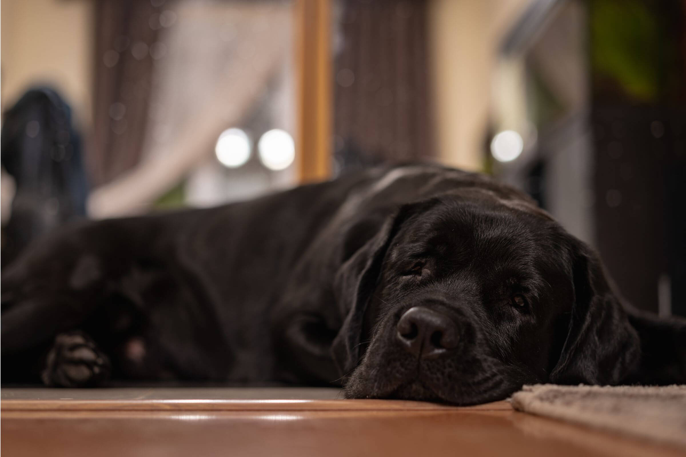 Tosse noturna em cães: sinal de problema no coração? clínica veterinária 24h