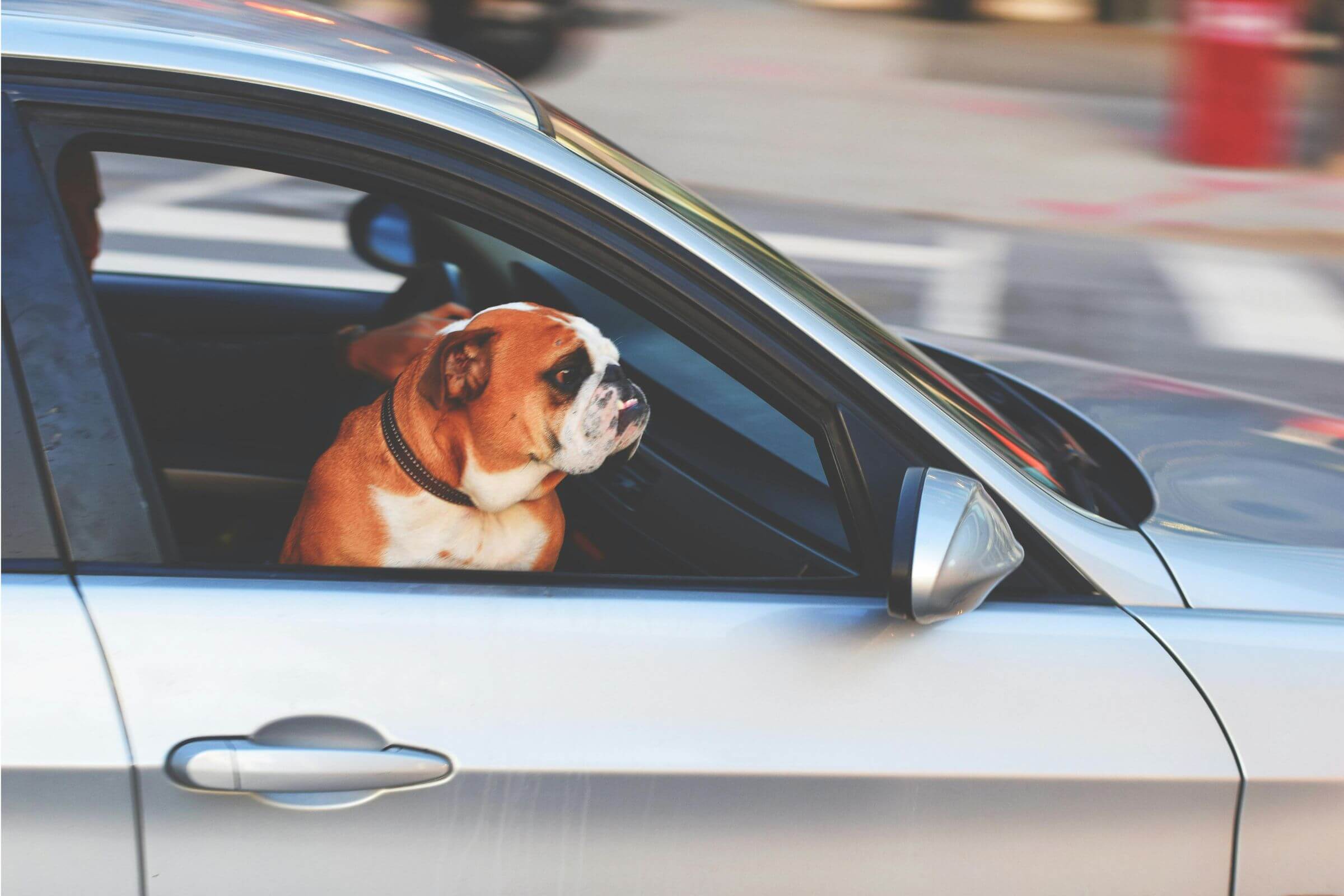 Como transportar o pet com segurança no carro? clínica veterinária 24h