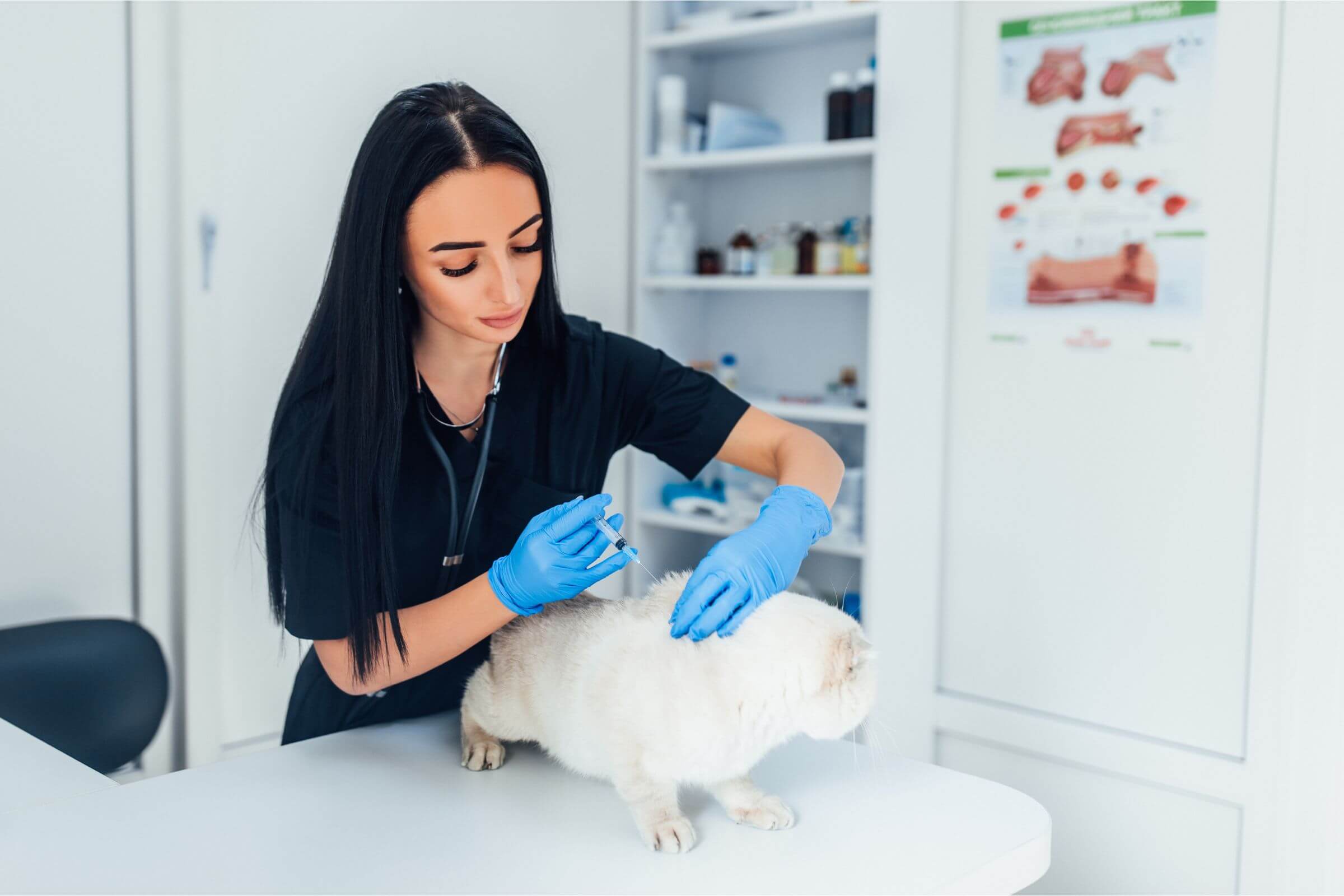 Quanto custa vacina de gato em 2025 em Maringá? clínica veterinária 24h