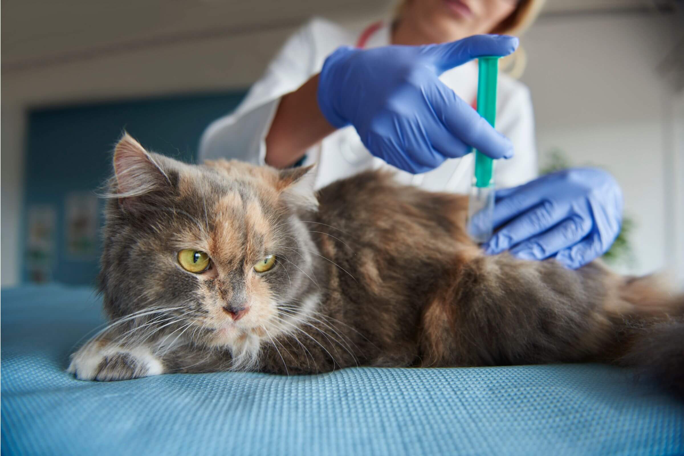 Vacina para gripe em pets: vale a pena? clínica veterinária 24h