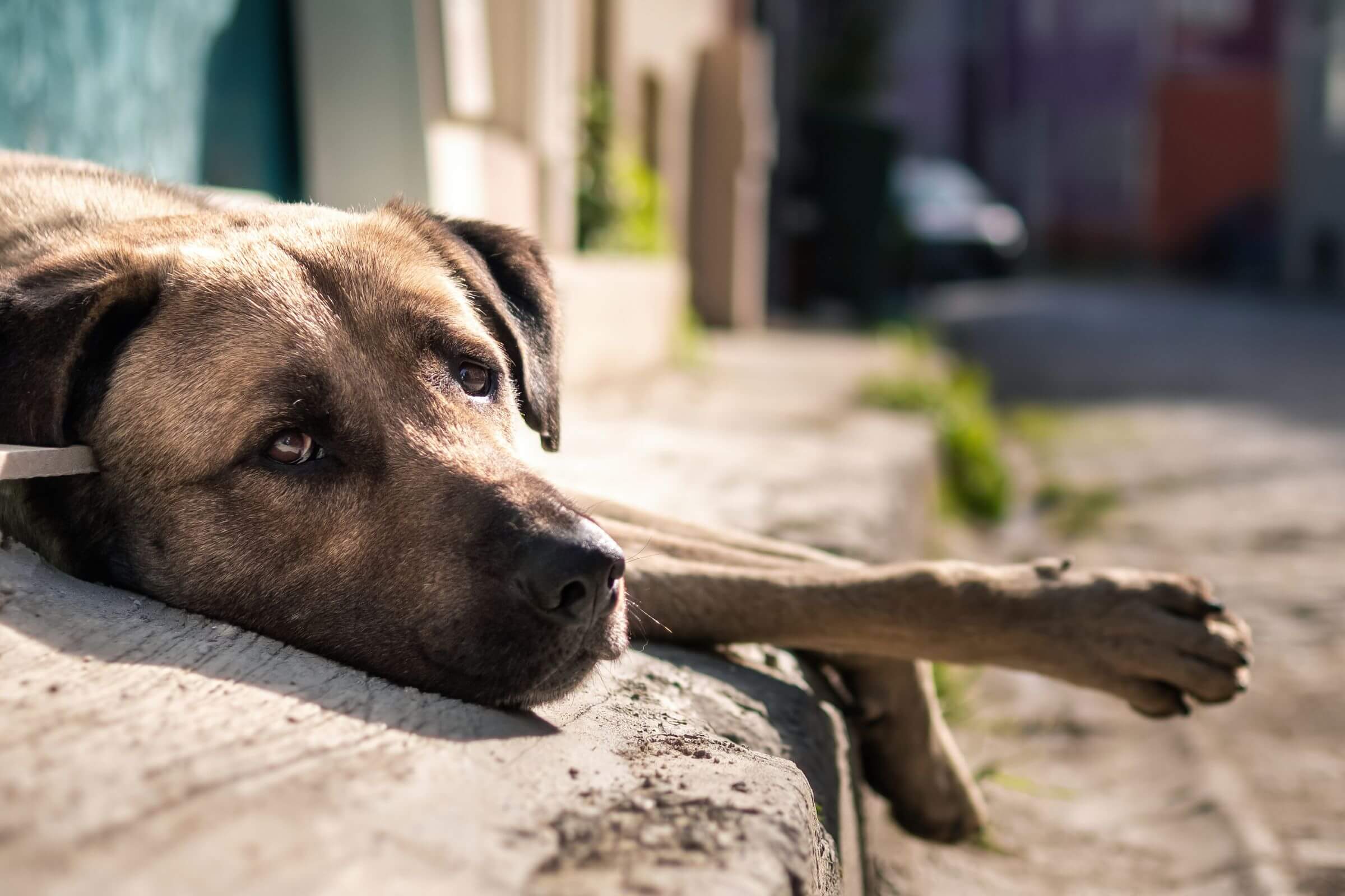 Como saber se meu cachorro está com vermes? clínica veterinária 24h