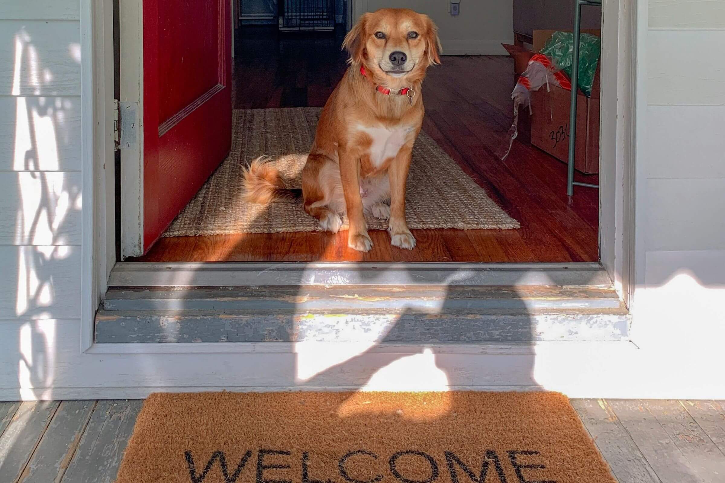 Como preparar o pet para receber visitas em casa, clínica veterinária 24h