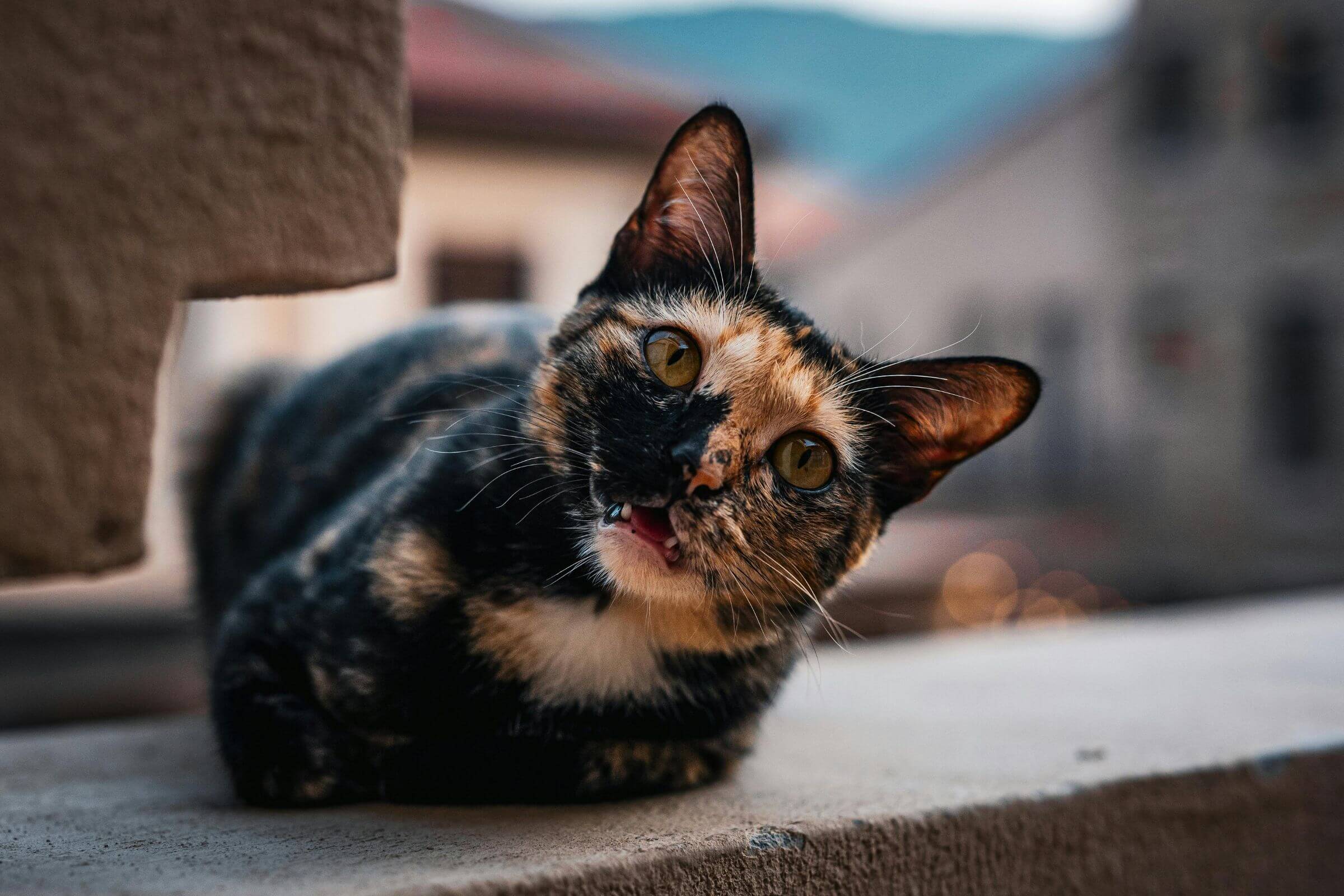 Vômito de gato: quando devo me preocupar? clínica veterinária 24h