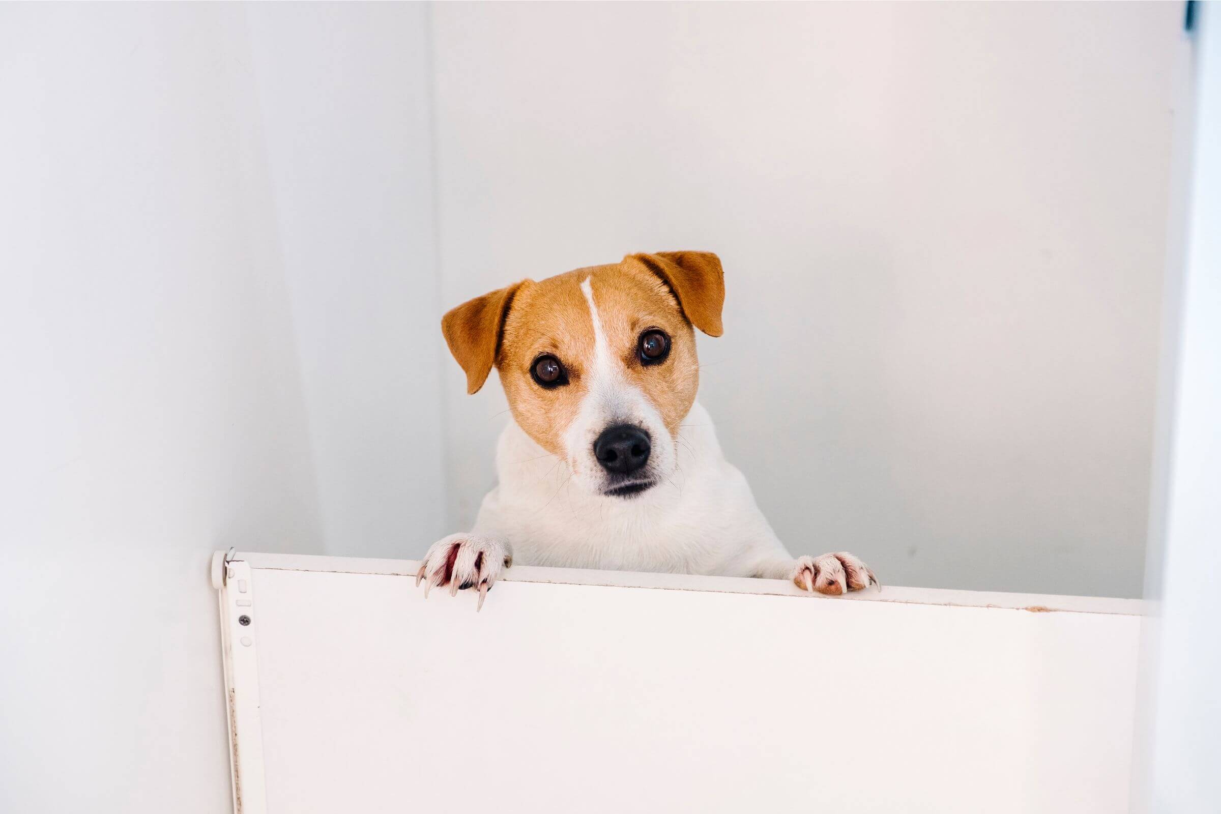 Meu cachorro arranha a porta quando saio: é ansiedade? clínica veterinária 24h