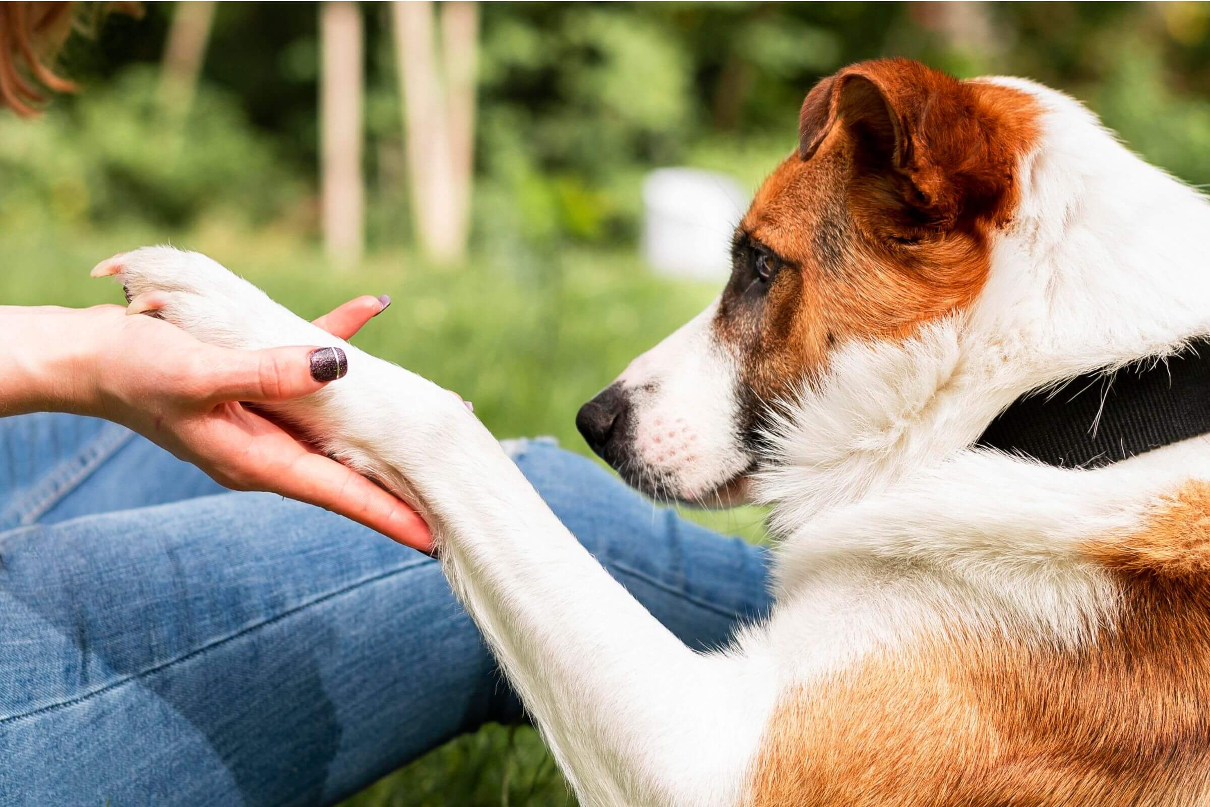 Meu cachorro está com uma pata mais fina: perda de massa? clínica veterinária 24h