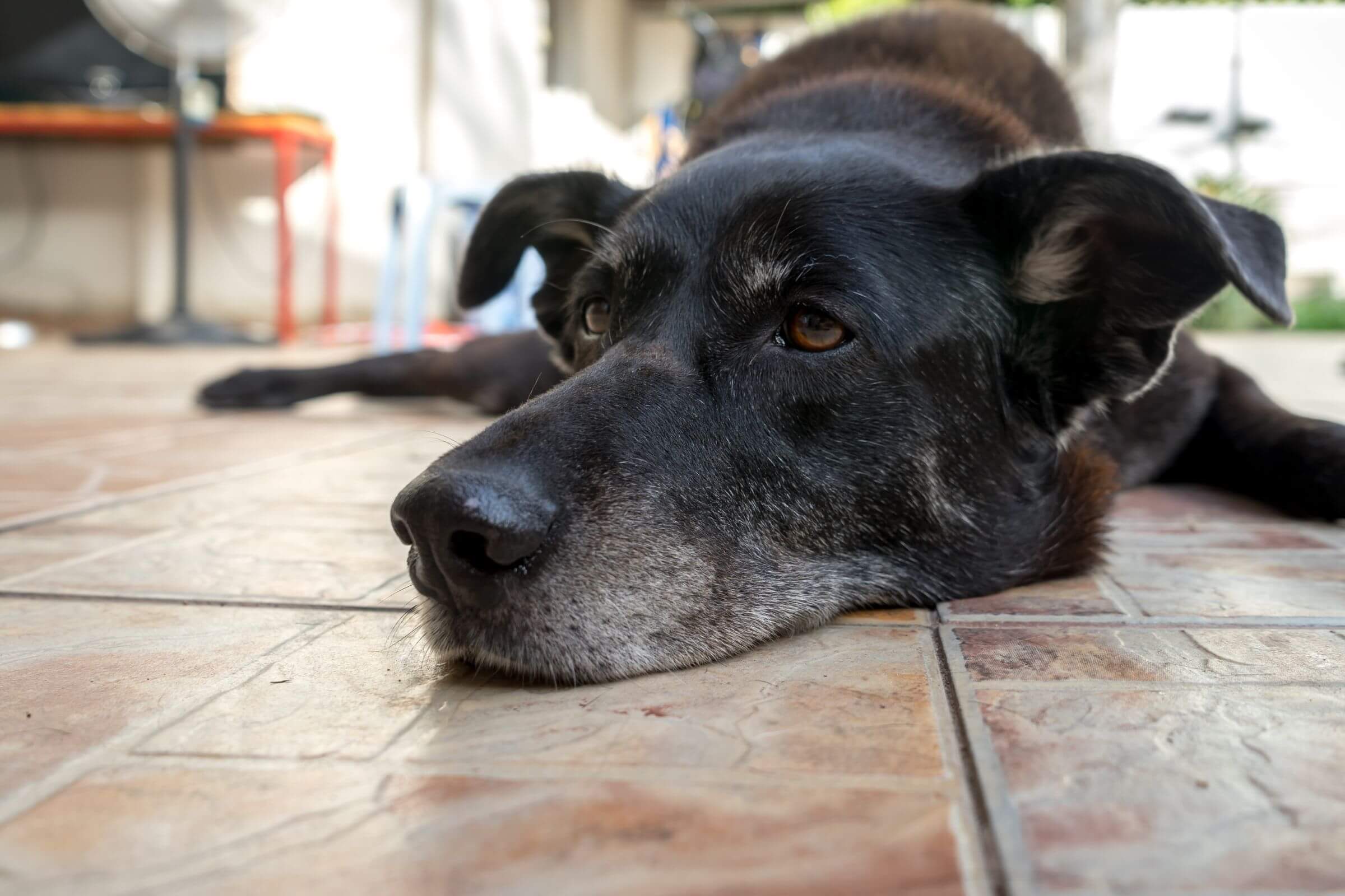 Sinais de AVC em cães e gatos: como identificar? clínica veterinária 24h