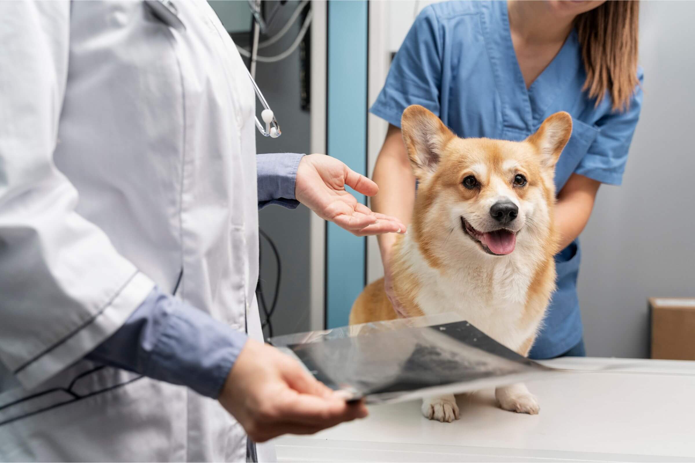 Pet com bico de papagaio: o que é isso? clínica veterinária 24h