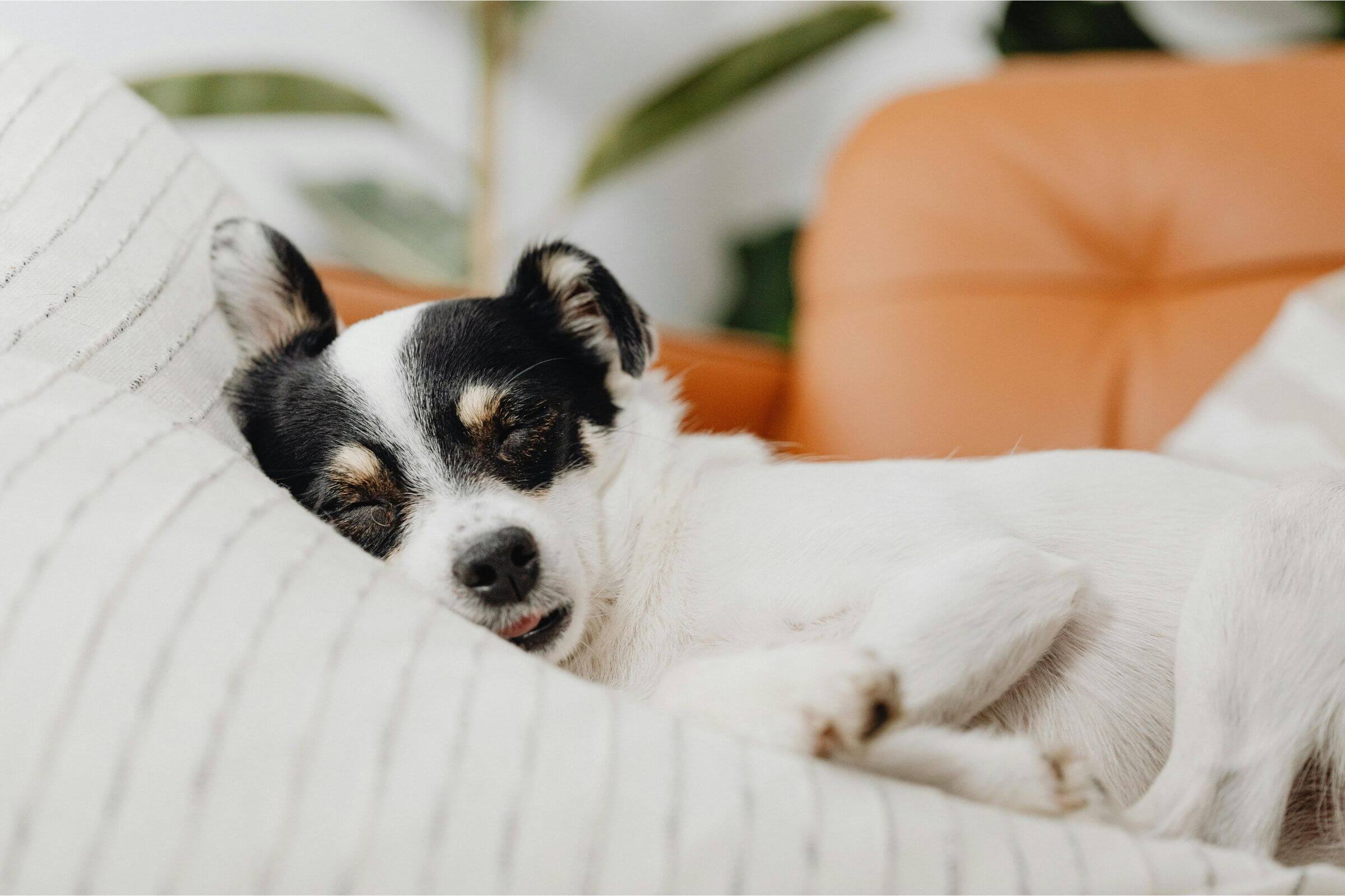 Meu cachorro ronca muito: é só ronco ou pode ser problema? clínica veterinária 24h