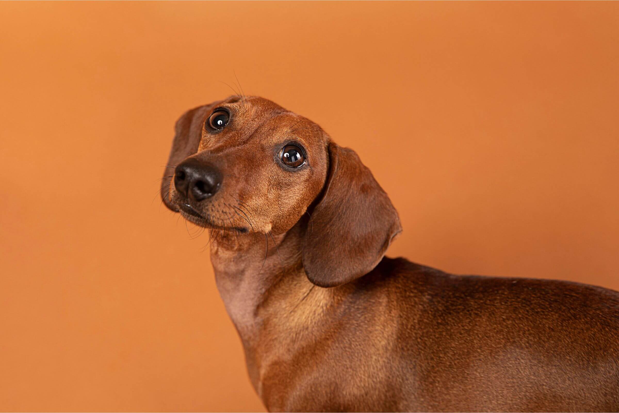 Meu cachorro tem soluços: é normal ou sinal de doença? clínica veterinária 24h