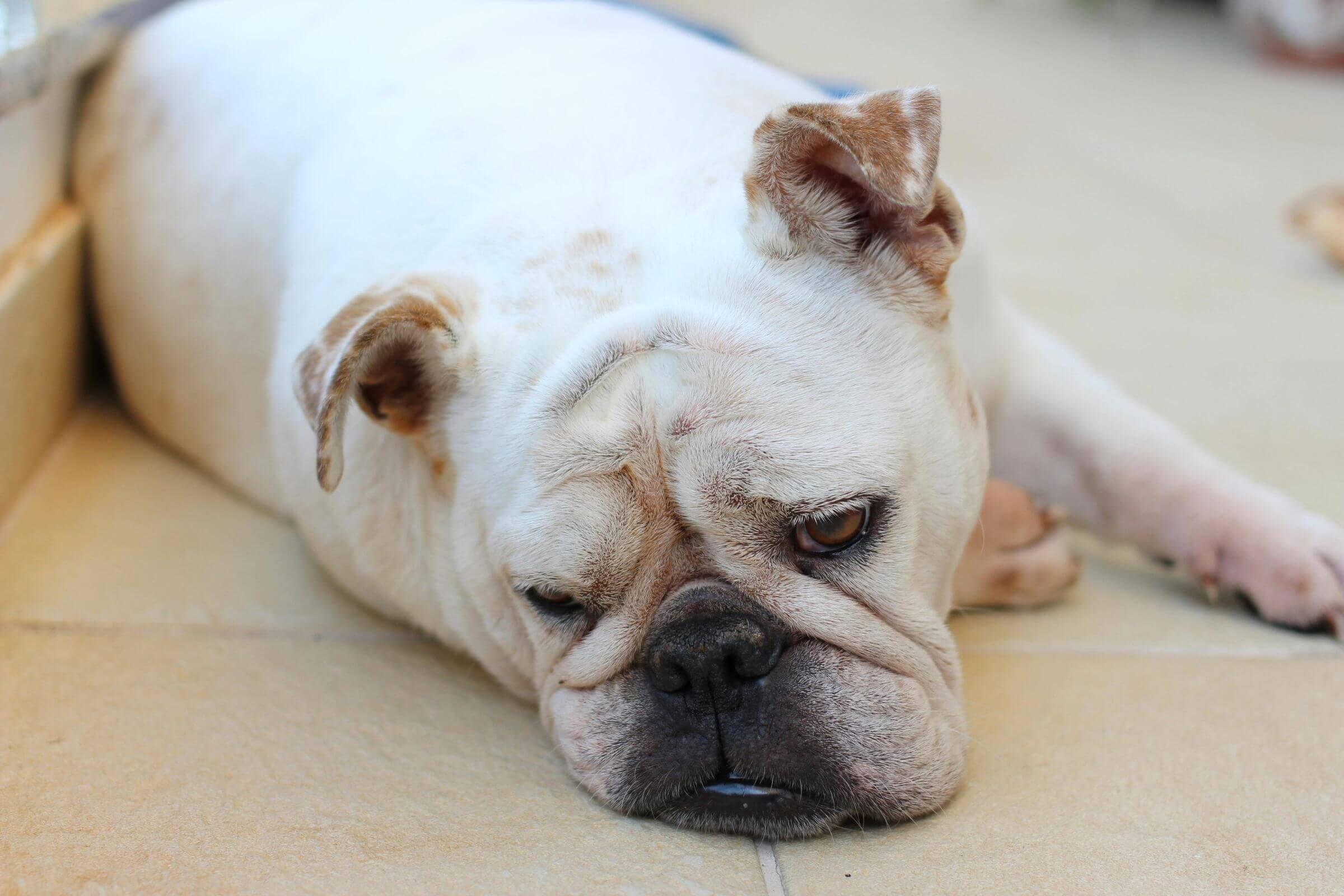 Meu cachorro parece cansar fácil: pode ser do coração? clínica veterinária 24h