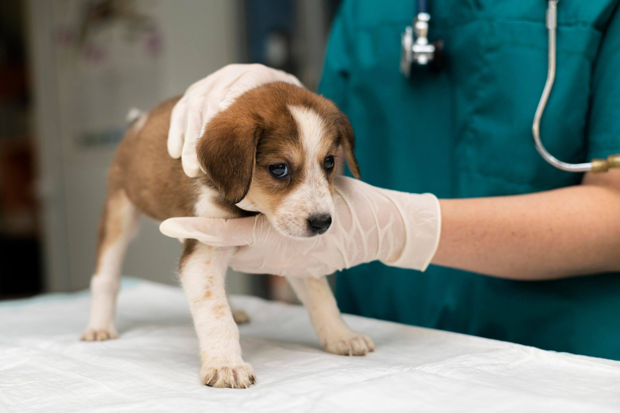 Qual a idade certa para castrar meu pet? clínica veterinária 24h