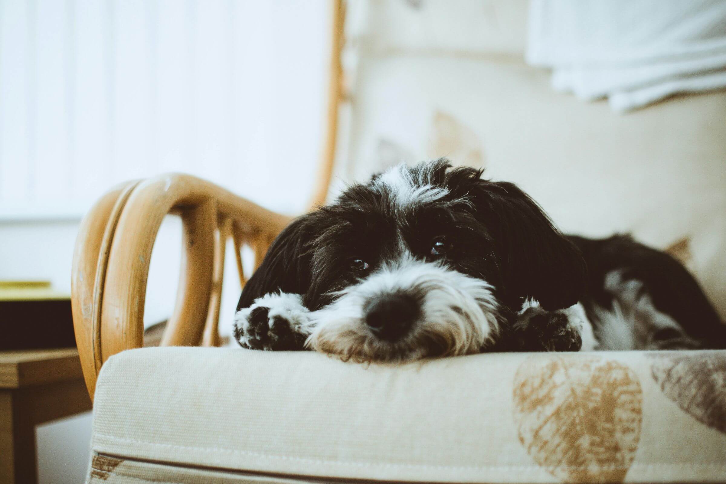 O que fazer quando o cachorro chora ao ficar sozinho? clínica veterinária 24h