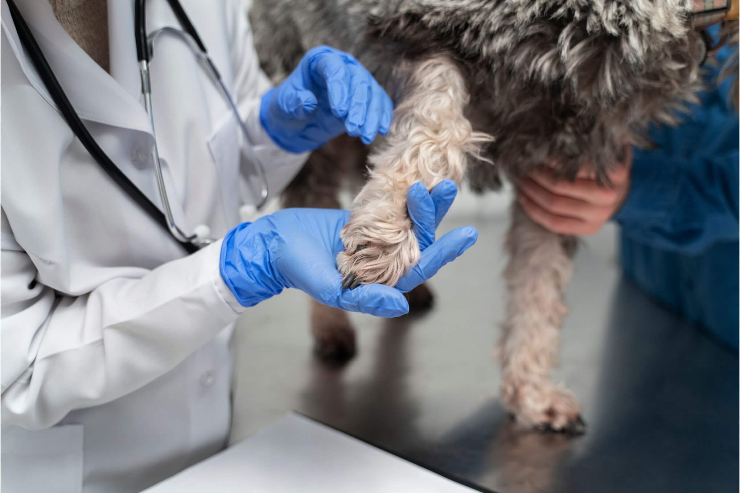 Cicatrização lenta em pets: o que atrapalha? clínica veterinária 24h