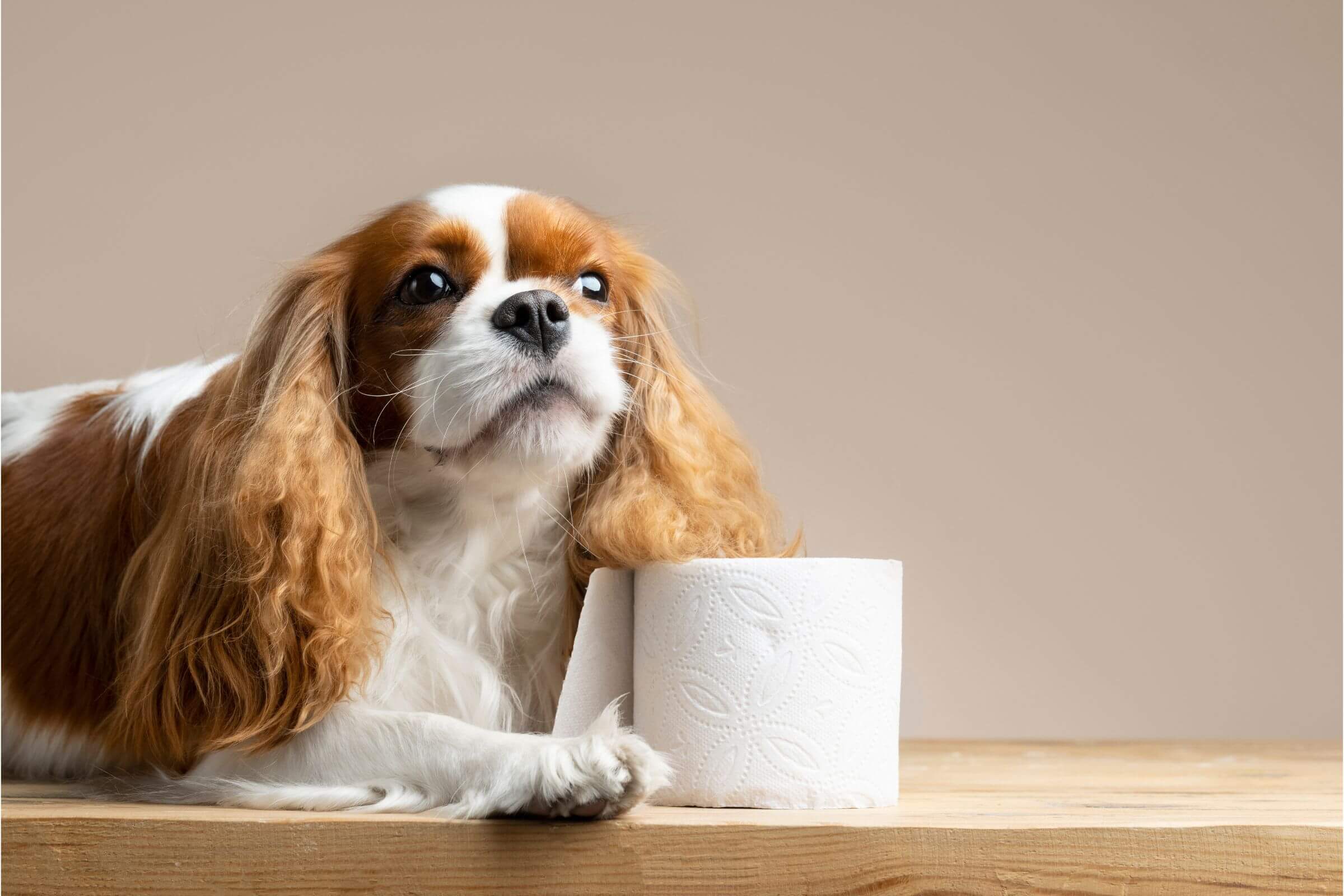 Cistite em cães: como tratar e prevenir? clínica veterinária 24h