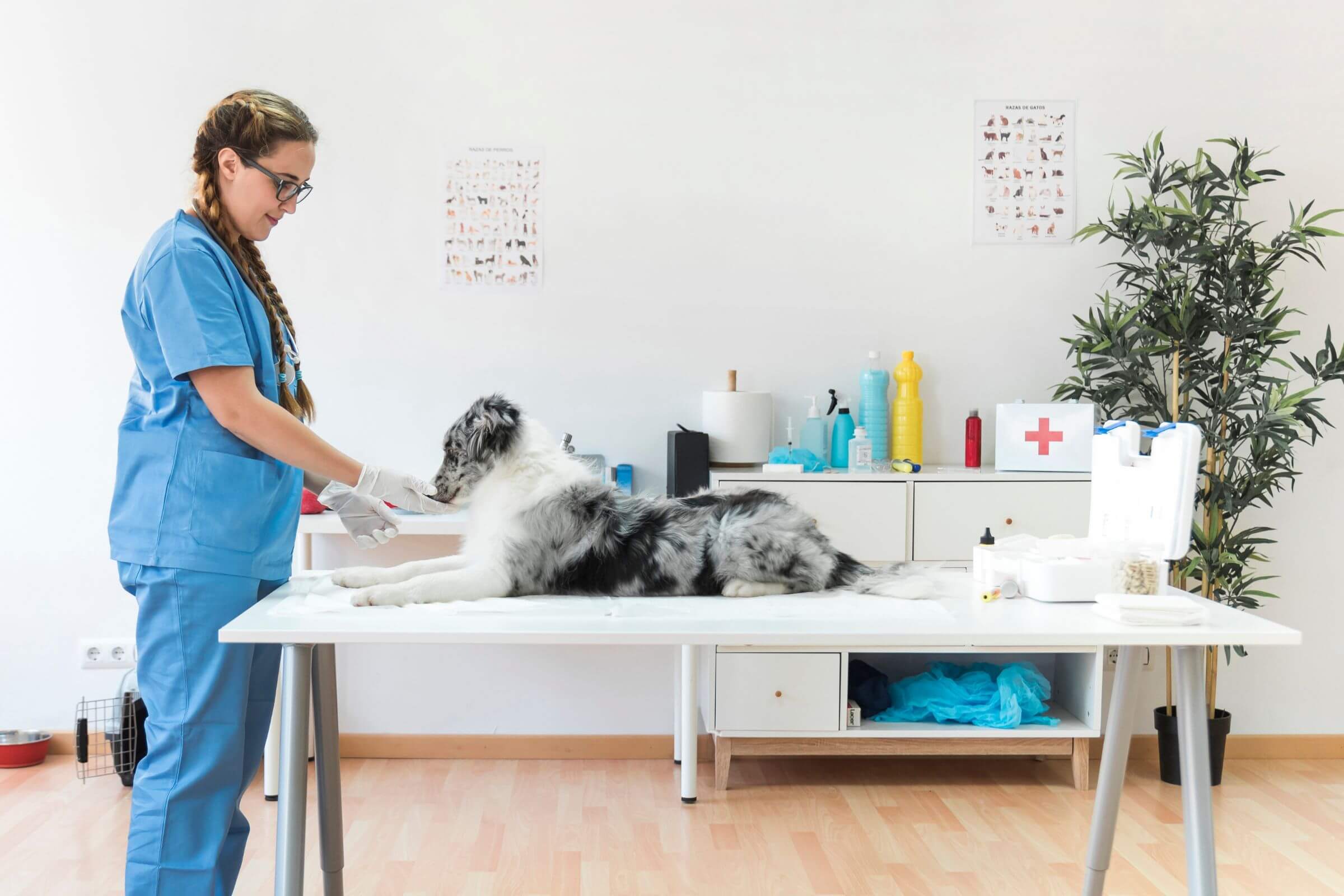 Como escolher uma clínica veterinária de confiança? clínica veterinária 24h