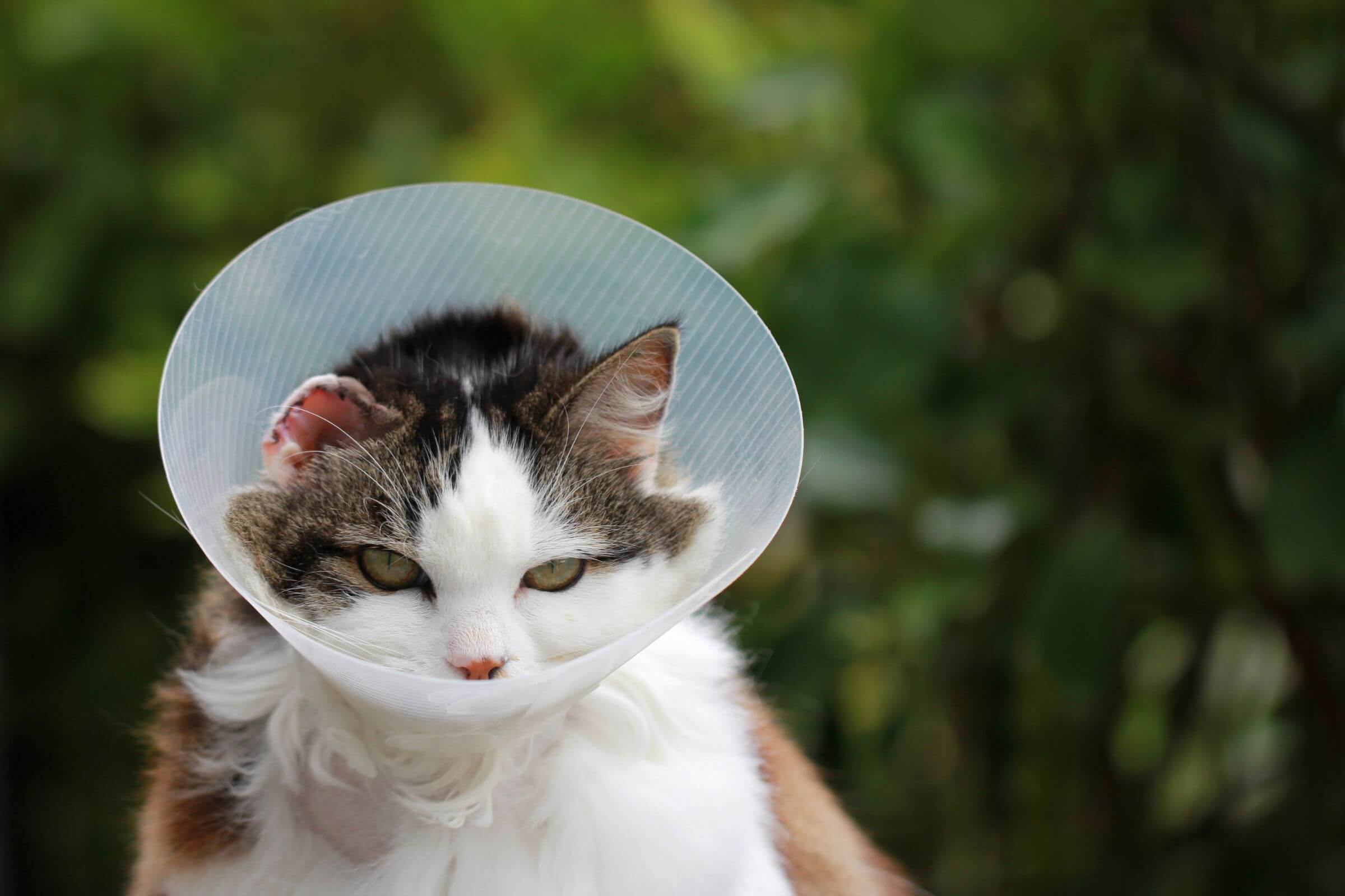 Como manter o colar elisabetano no lugar? clínica veterinária 24h