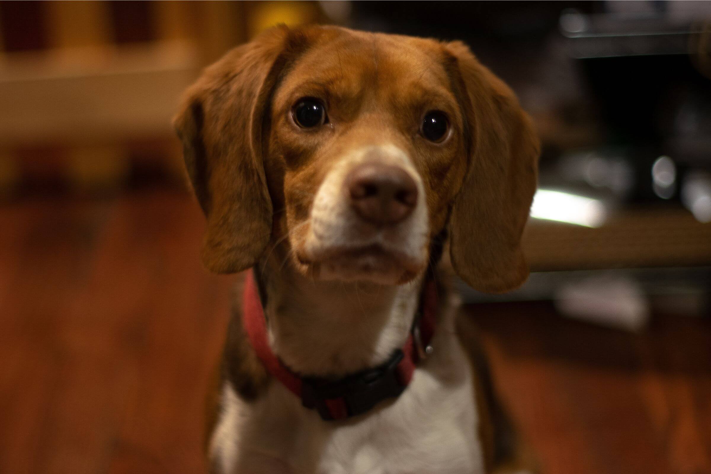 Meu cachorro parece confuso à noite: pode ser senilidade? clínica veterinária 24h