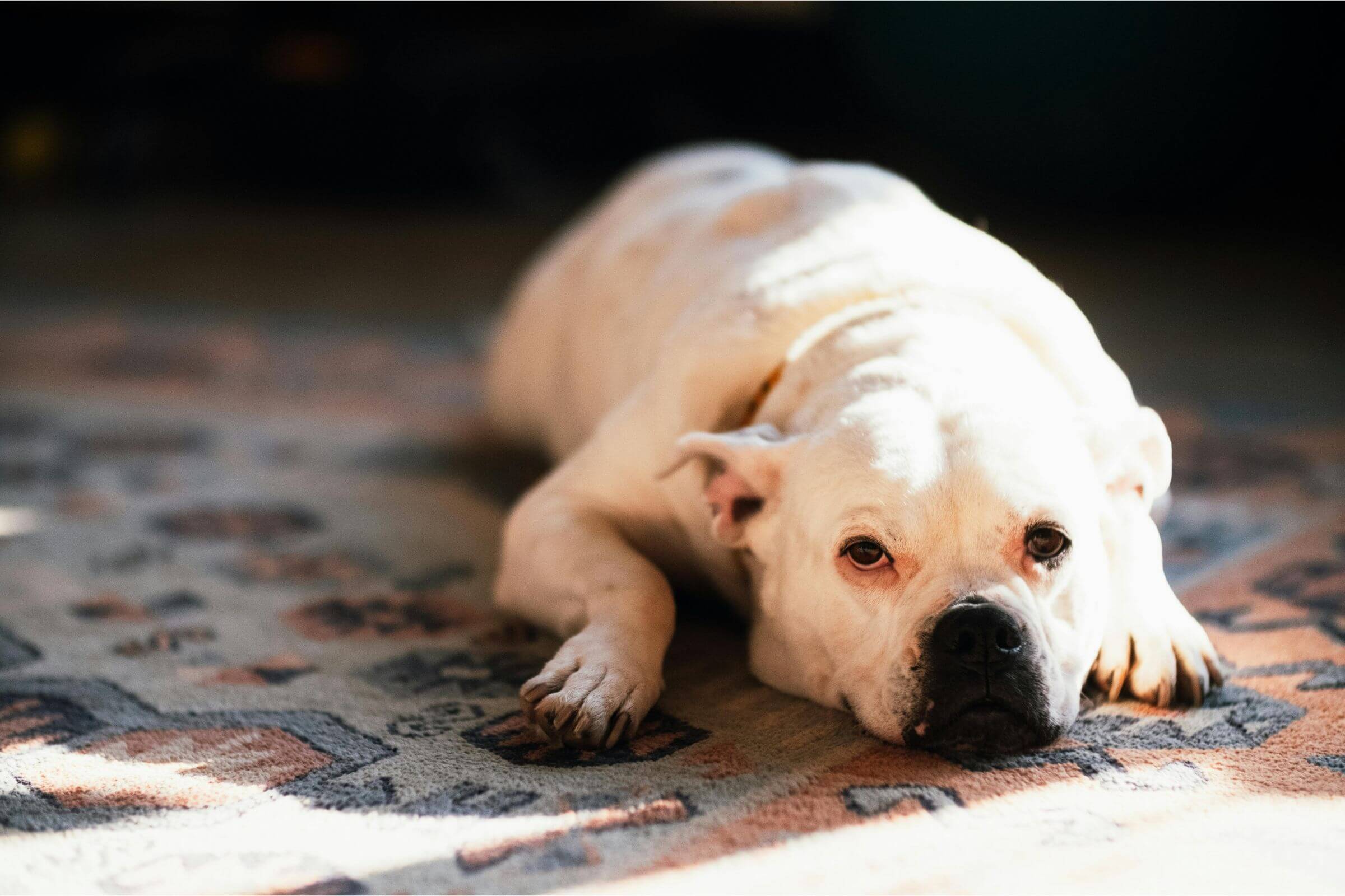 Síndrome de Cushing em pets: sinais discretos que ninguém nota, clínica veterinária 24h