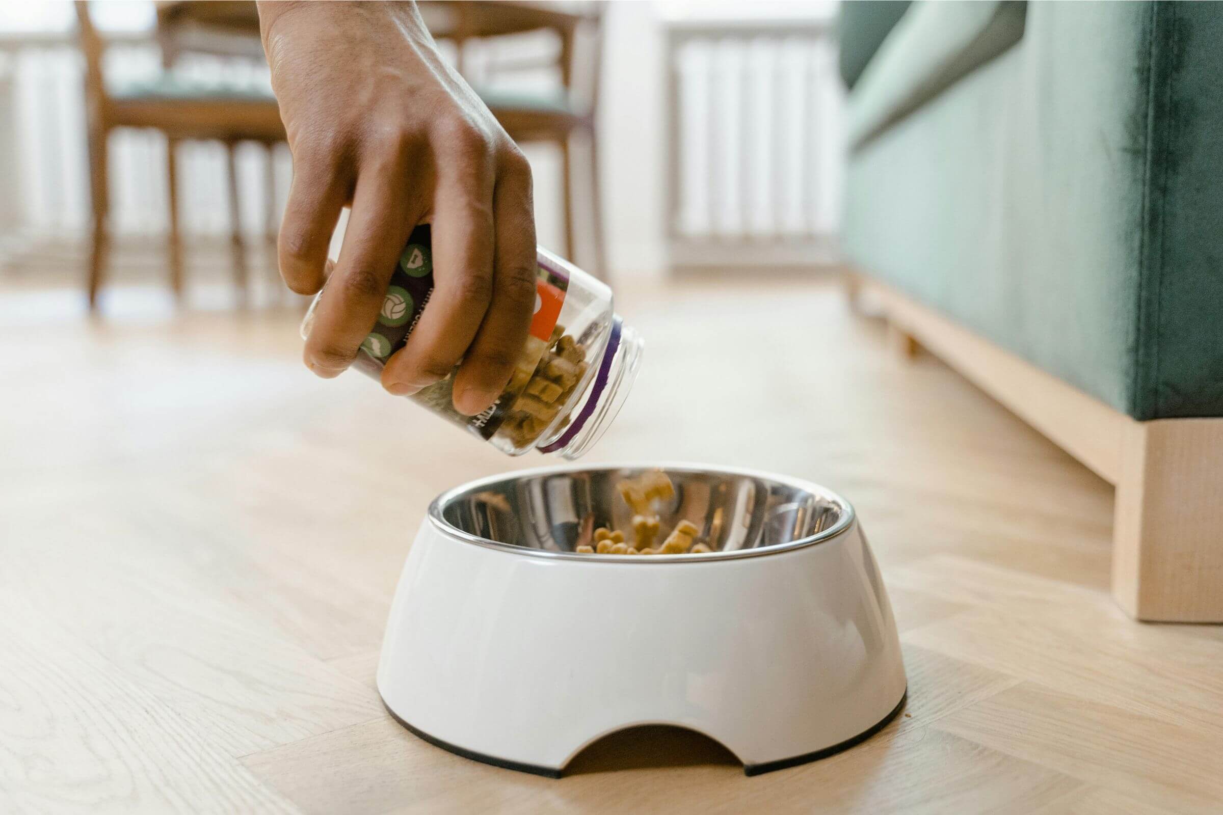 Dieta renal para cães: quando é indicada? clínica veterinária 24h