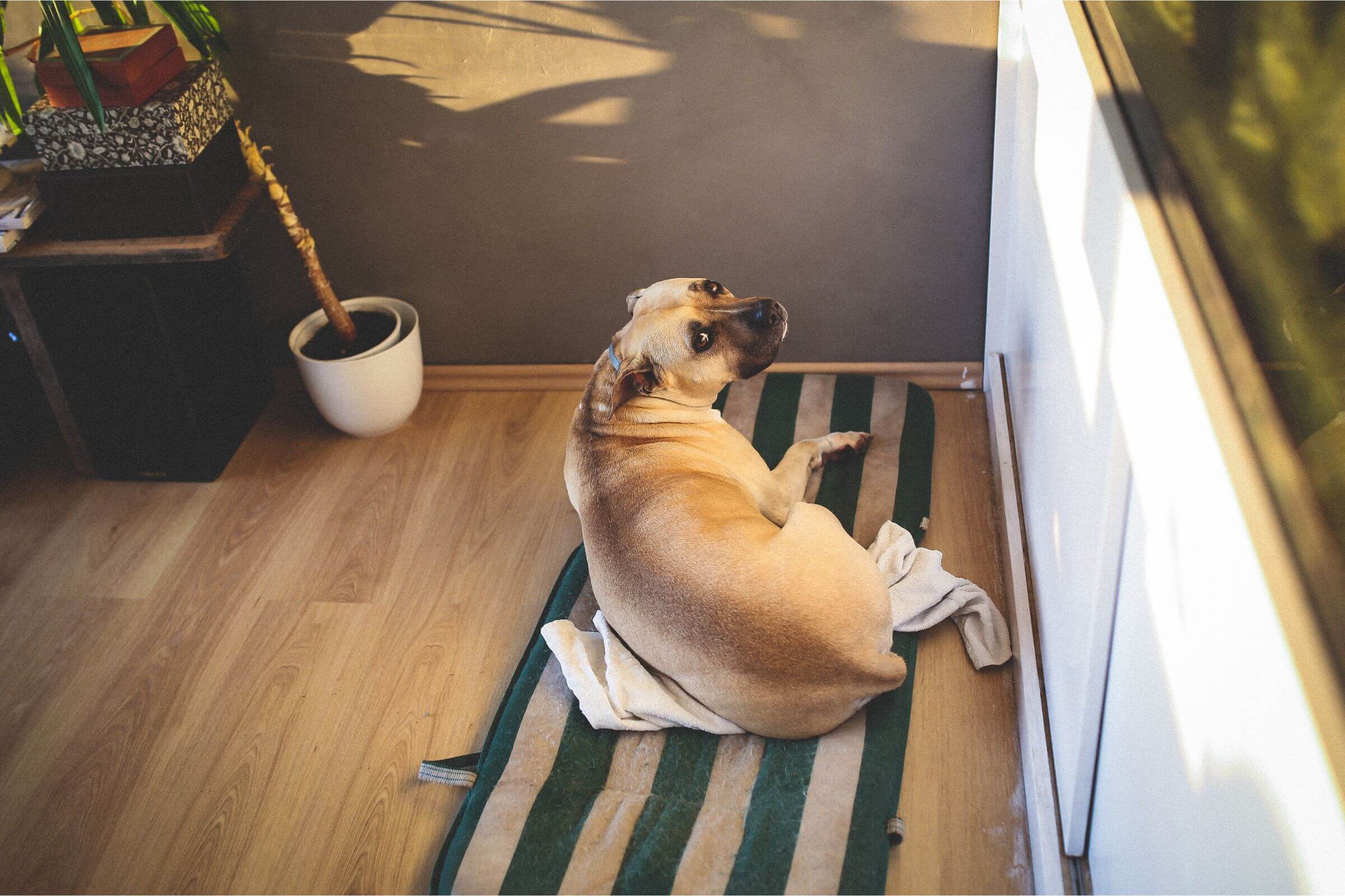 Pet com dificuldade para andar: o que pode ser? clínica veterinária 24h