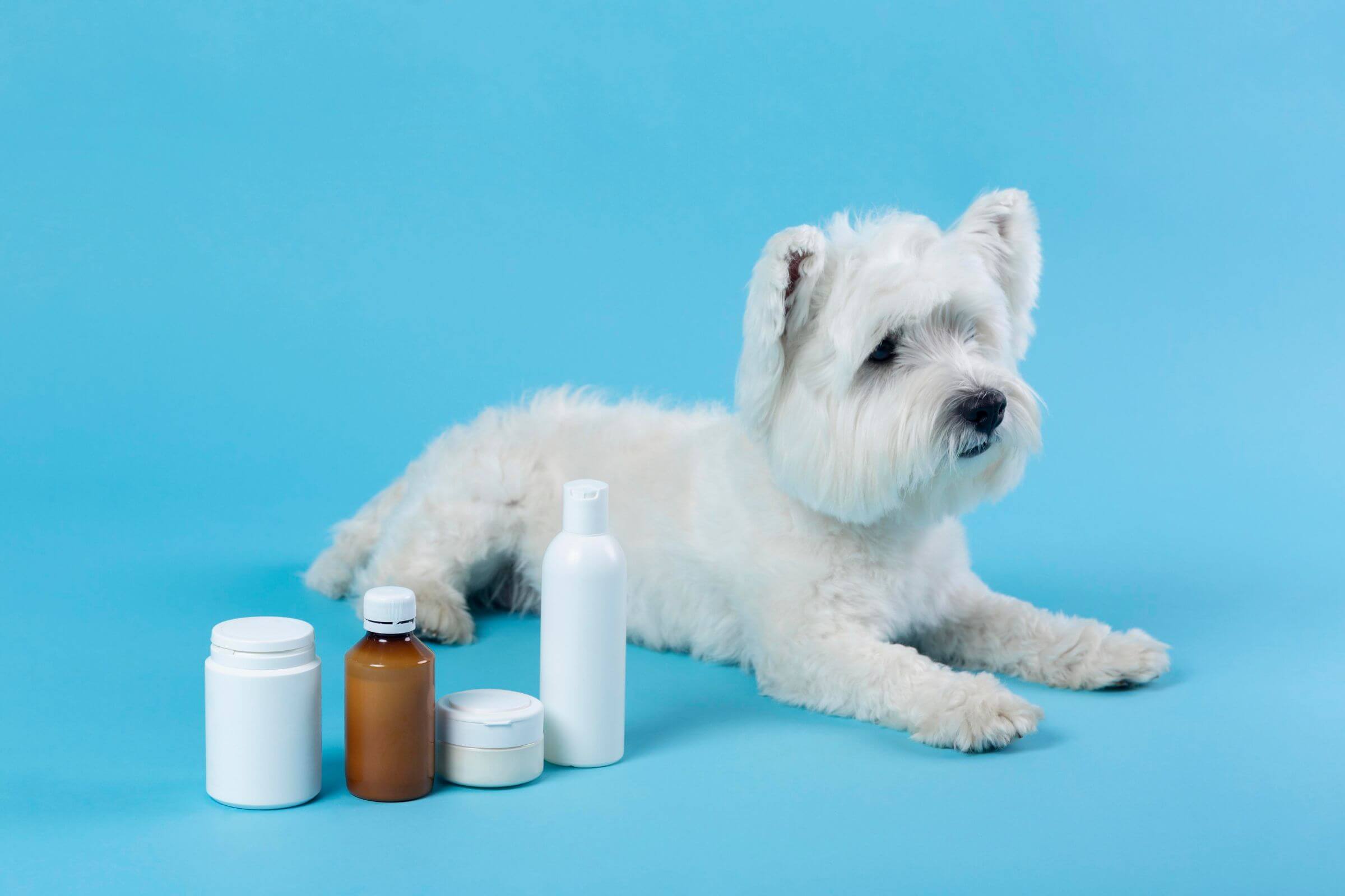 Posso dar dipirona para meu pet? clínica veterinária 24h