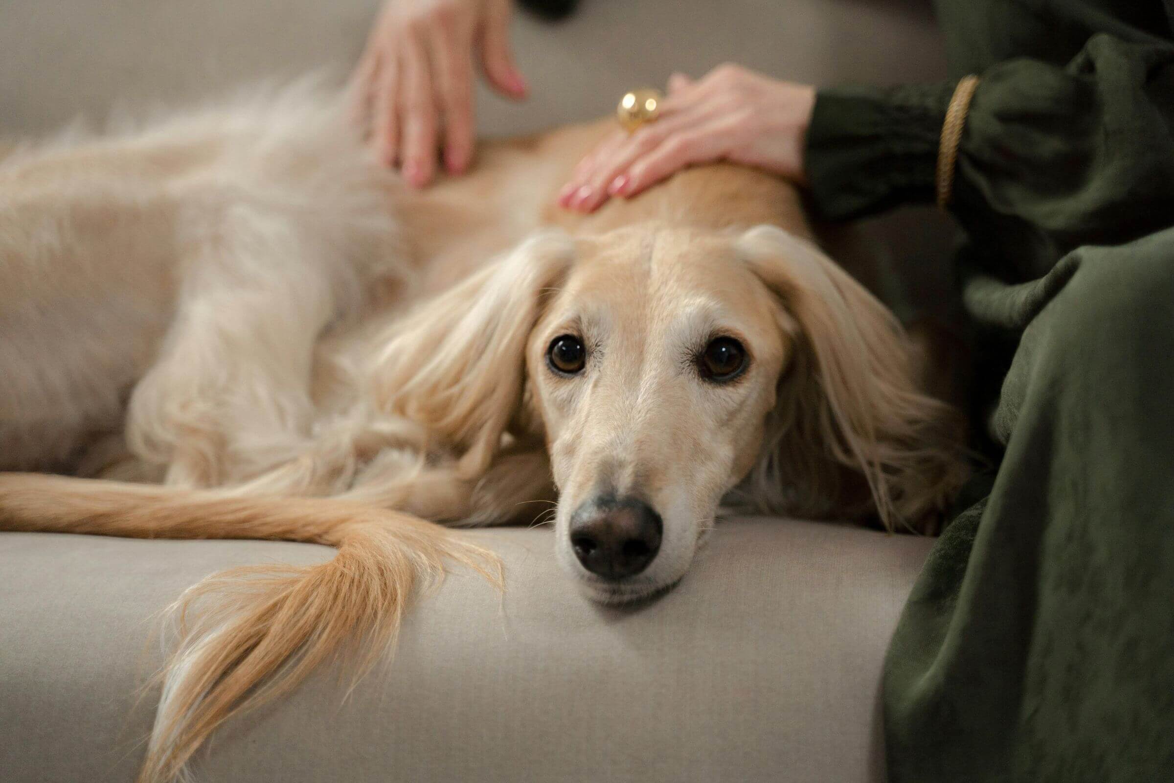 Como saber se o pet tem dor crônica? clínica veterinária 24h
