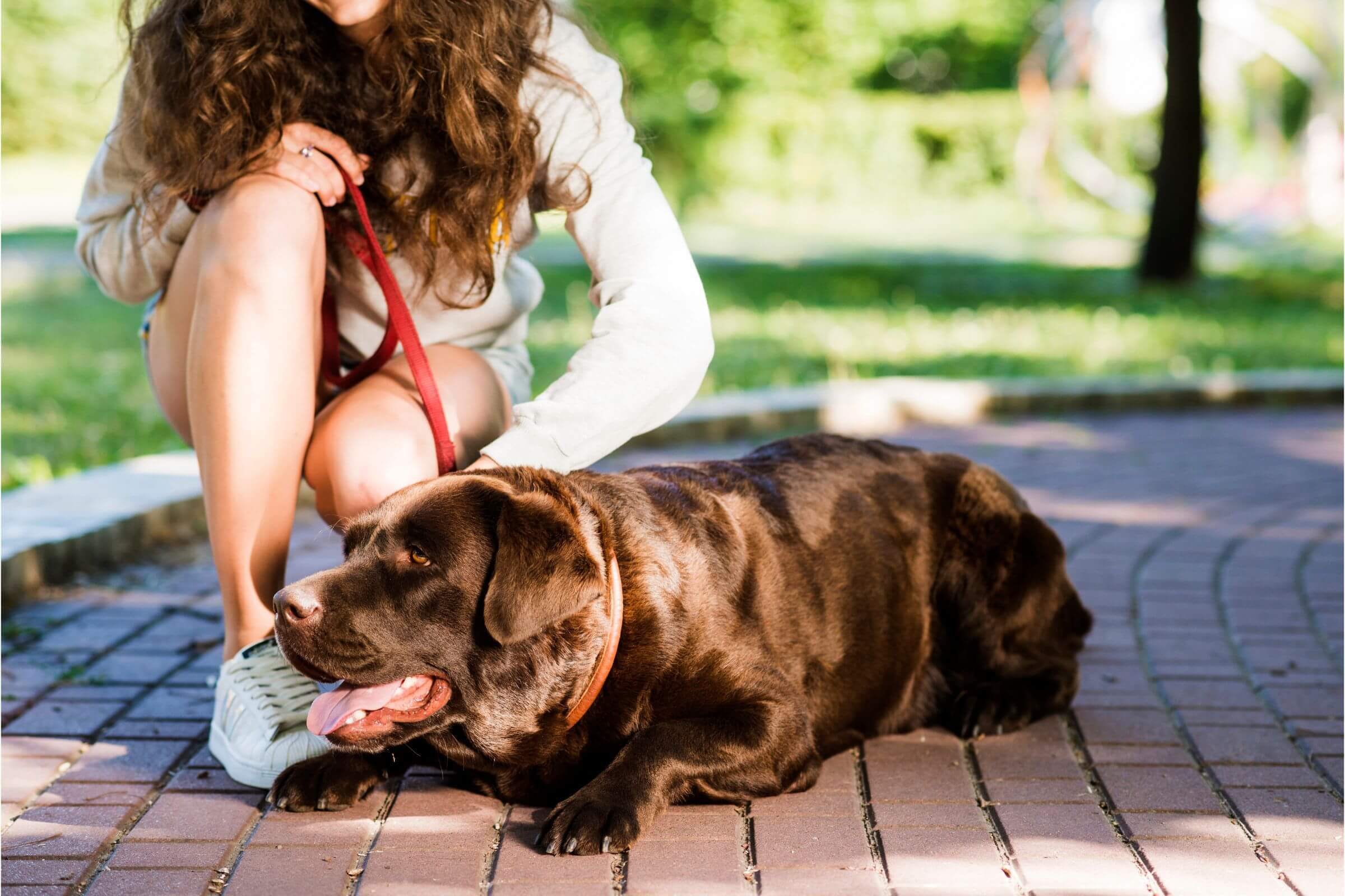 Como saber se meu pet está com dor na coluna? clínica veterinária 24h