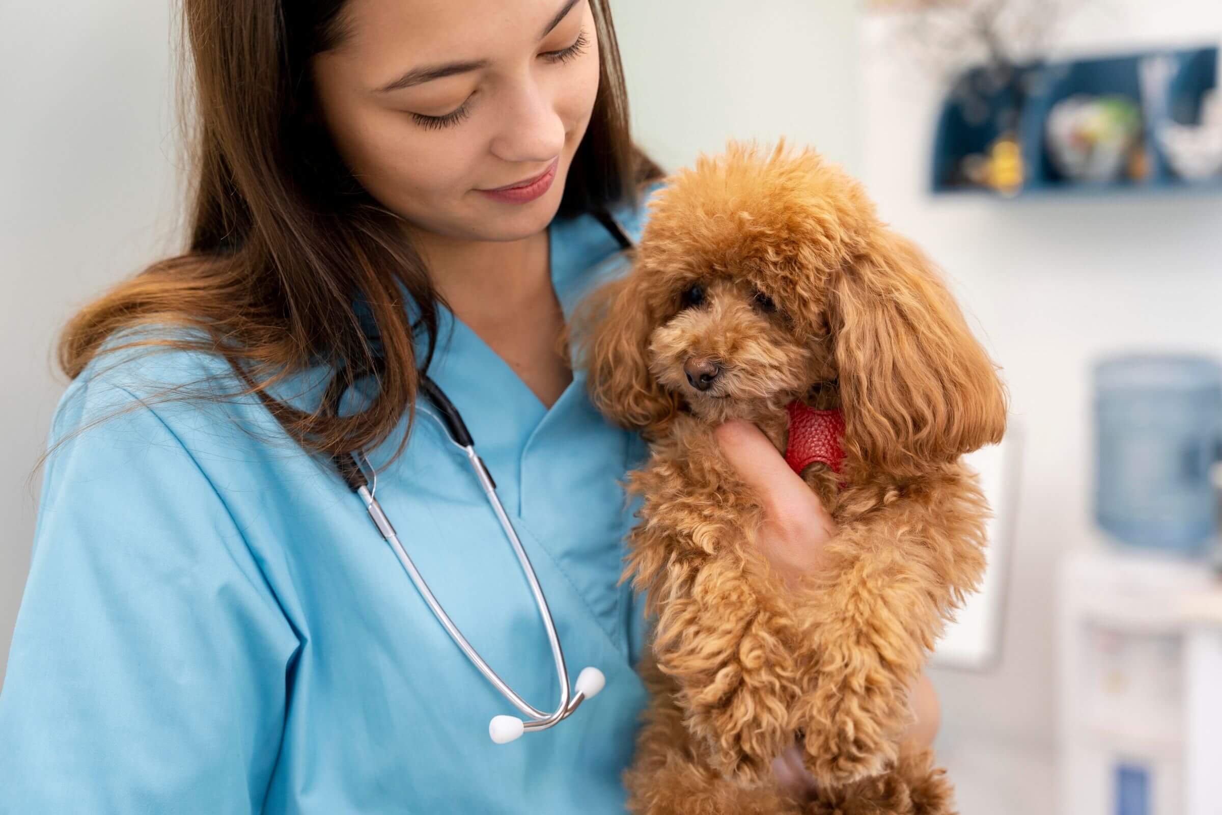 Meu pet precisa fazer exames mesmo sem sintomas? clínica veterinária 24h