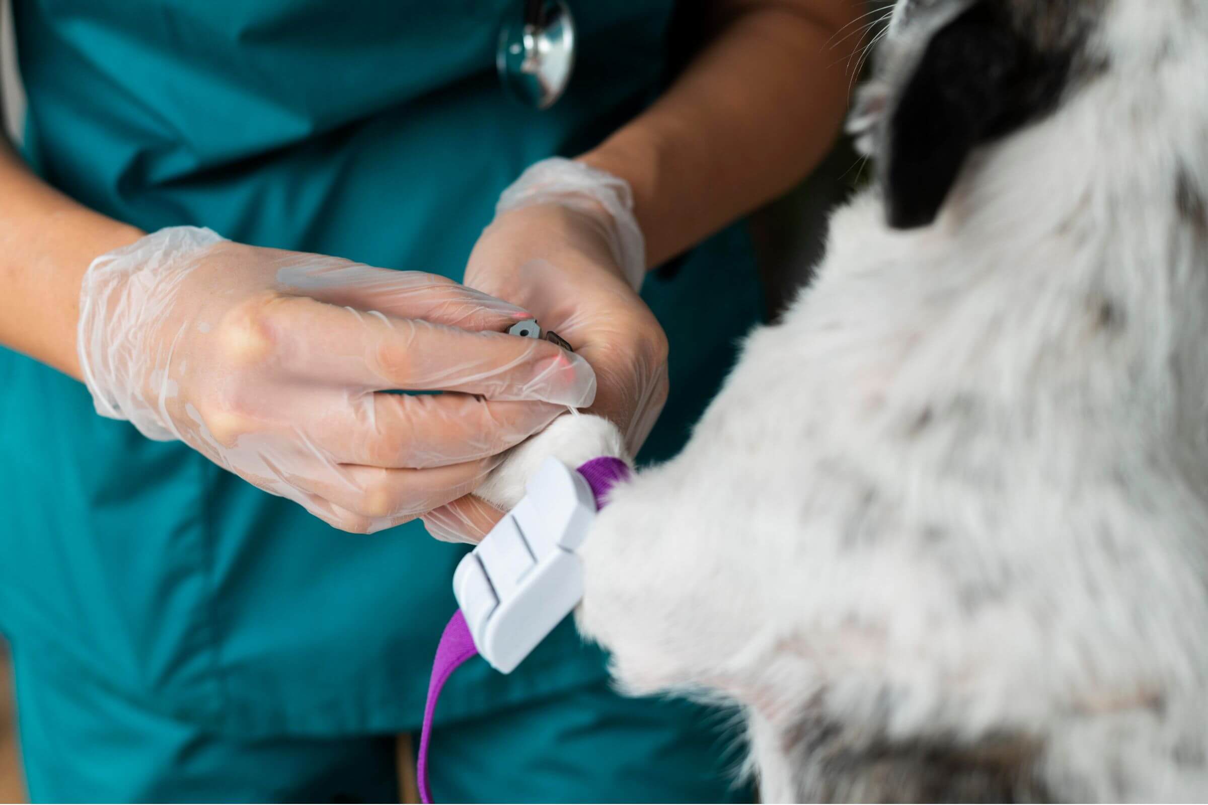 Como se preparar para exames laboratoriais em pets? clínica veterinária 24h