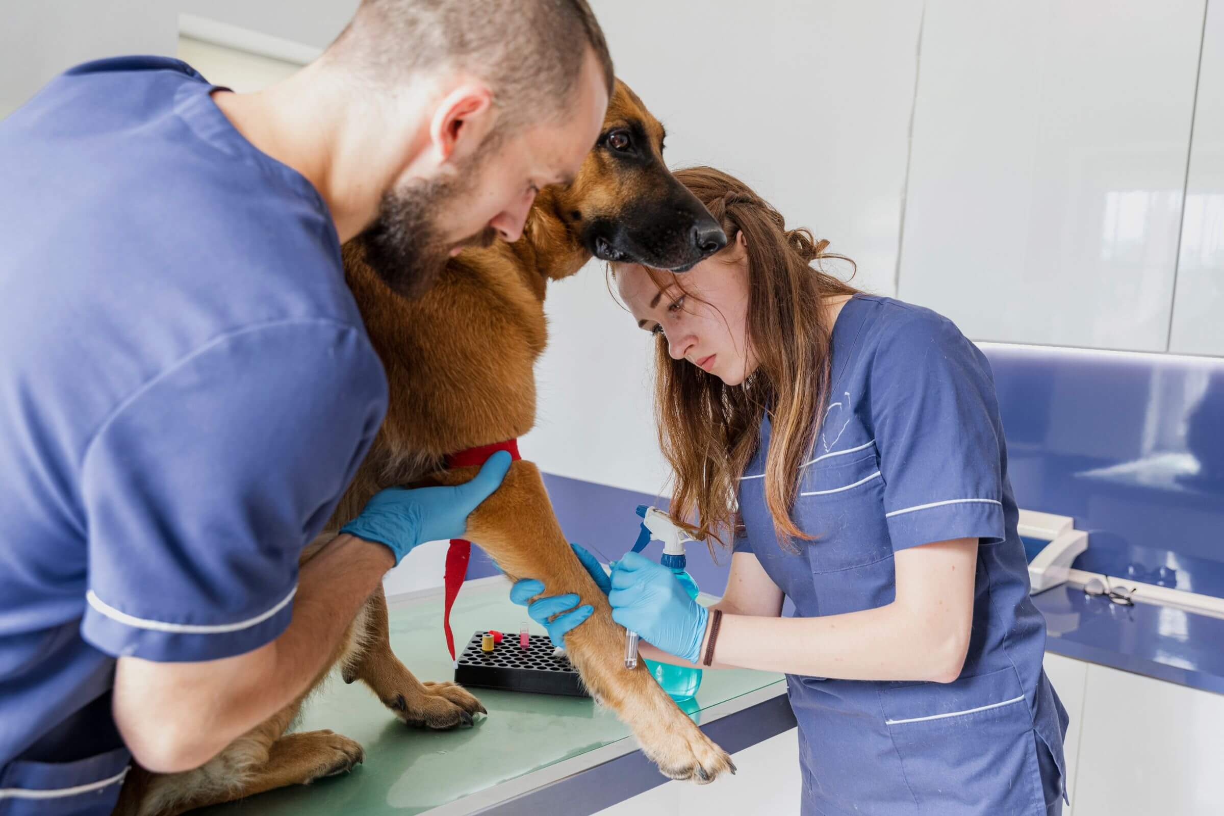 Posso parcelar exames veterinários? clínica veterinária 24h