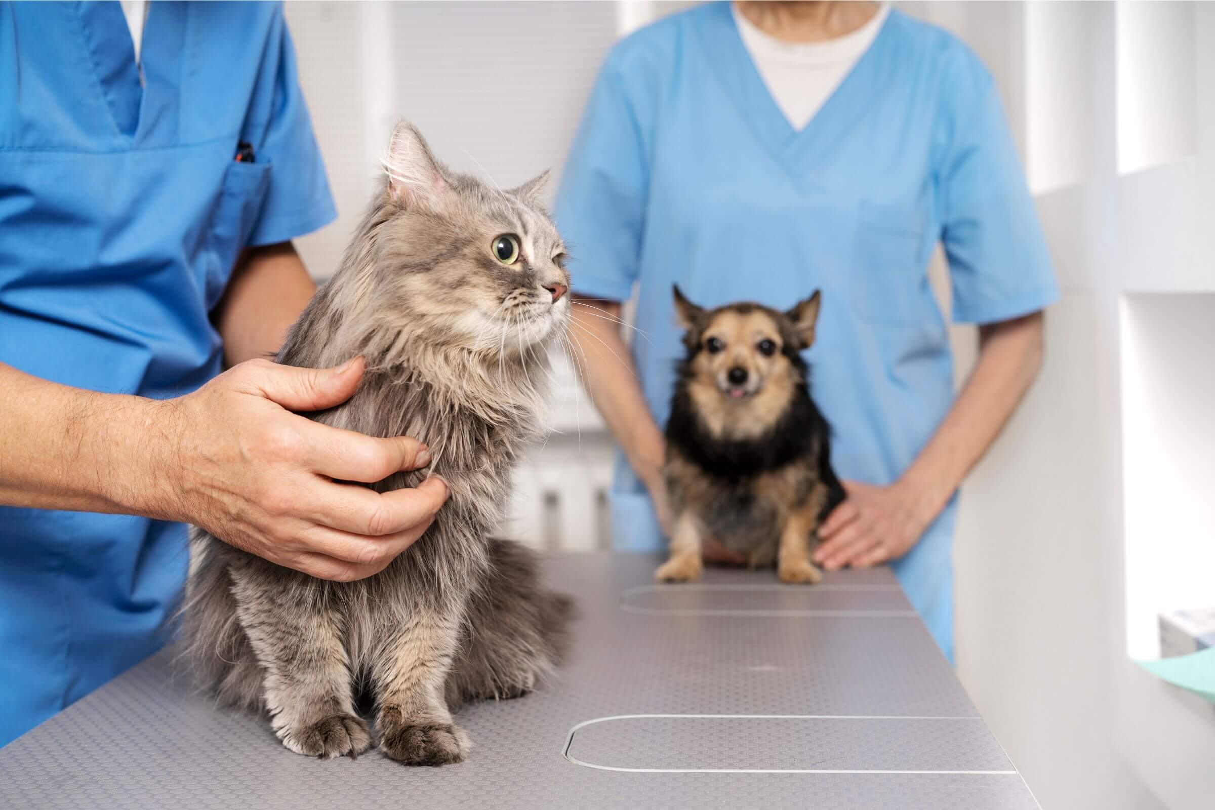 Quando o pet precisa de fisioterapia? clínica veterinária 24h