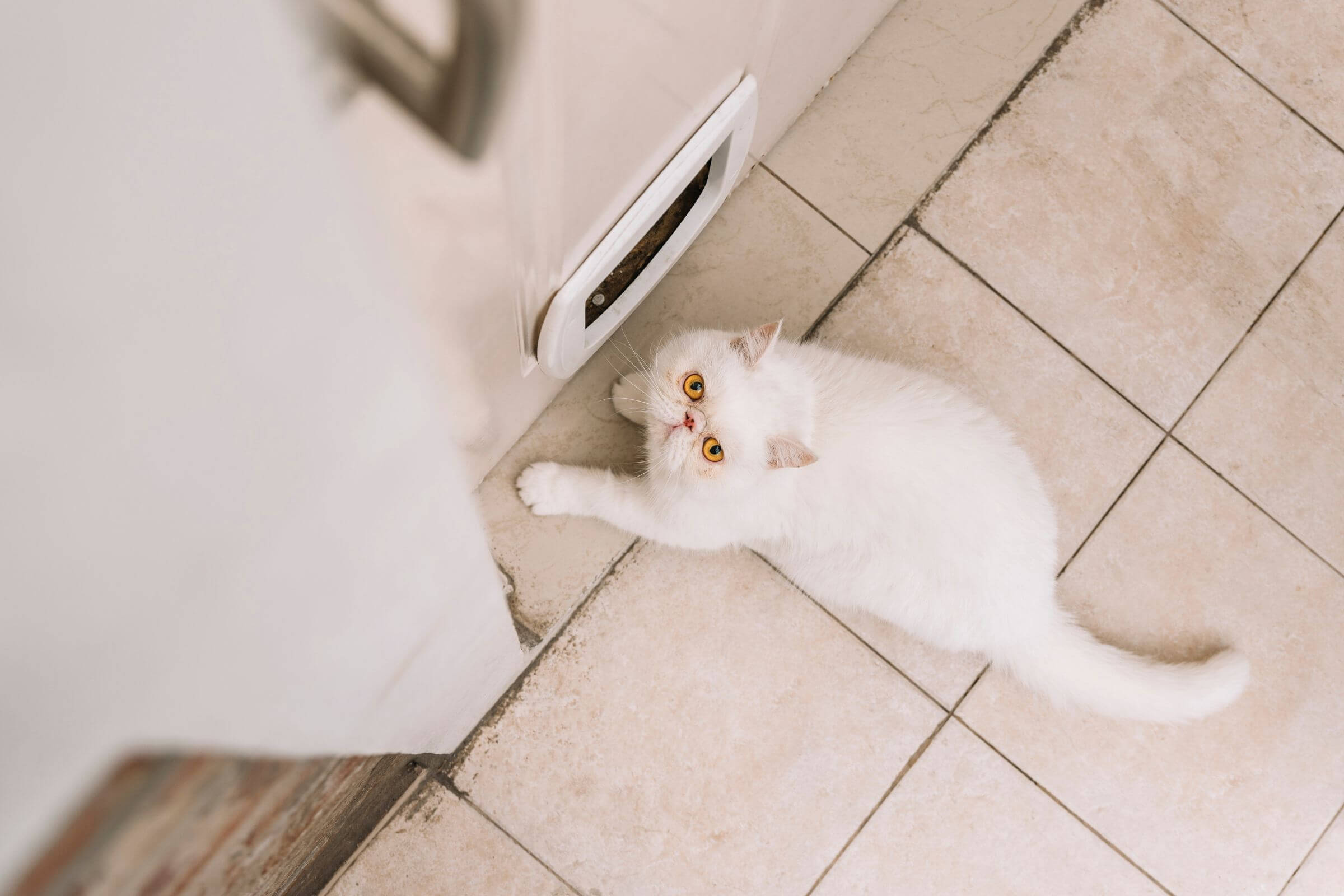 Gato urinando fora da caixa: pode ser problema renal? clínica veterinária 24h