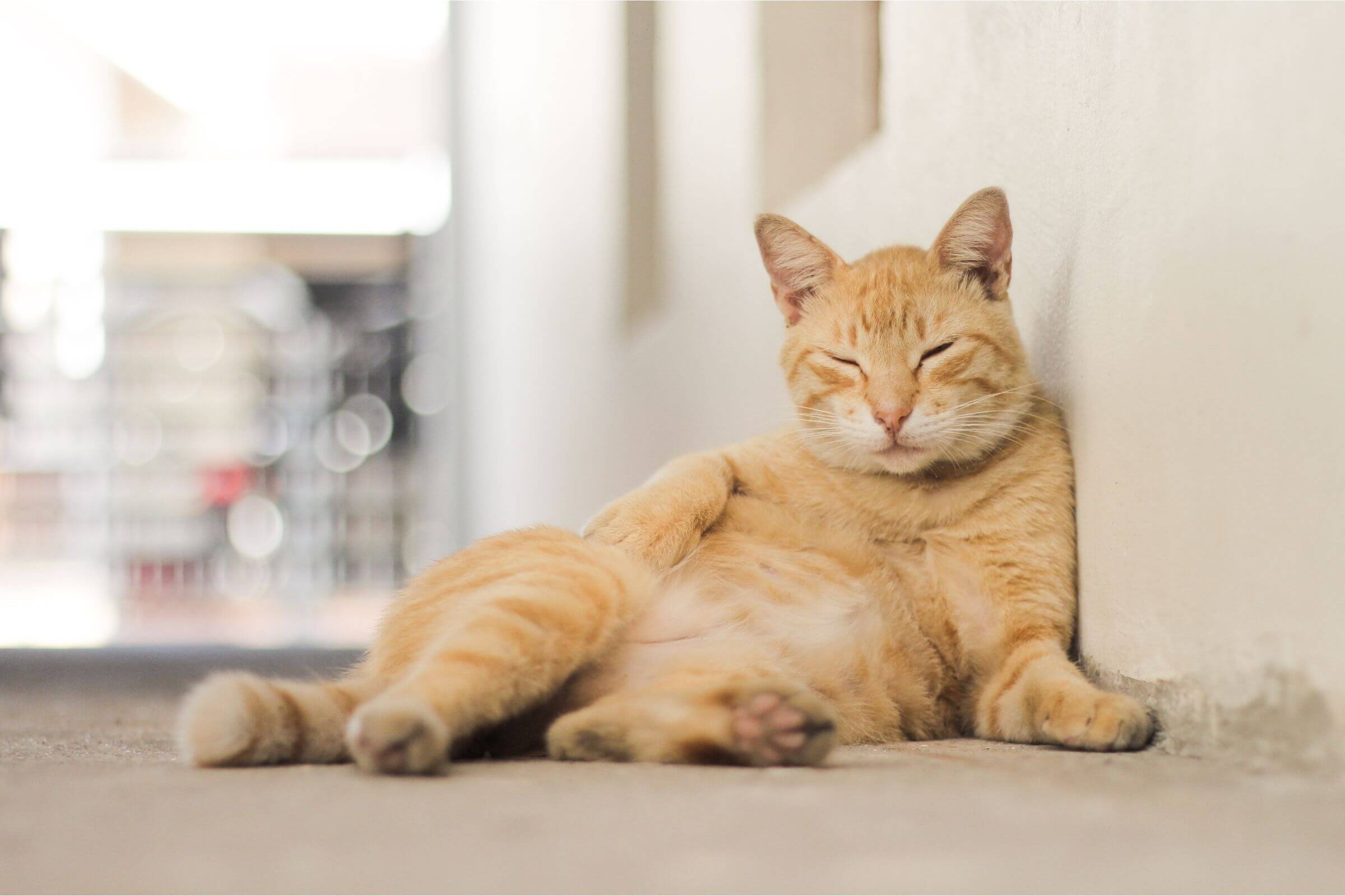 Gato com barriga inchada: o que pode ser? clínica veterinária 24h