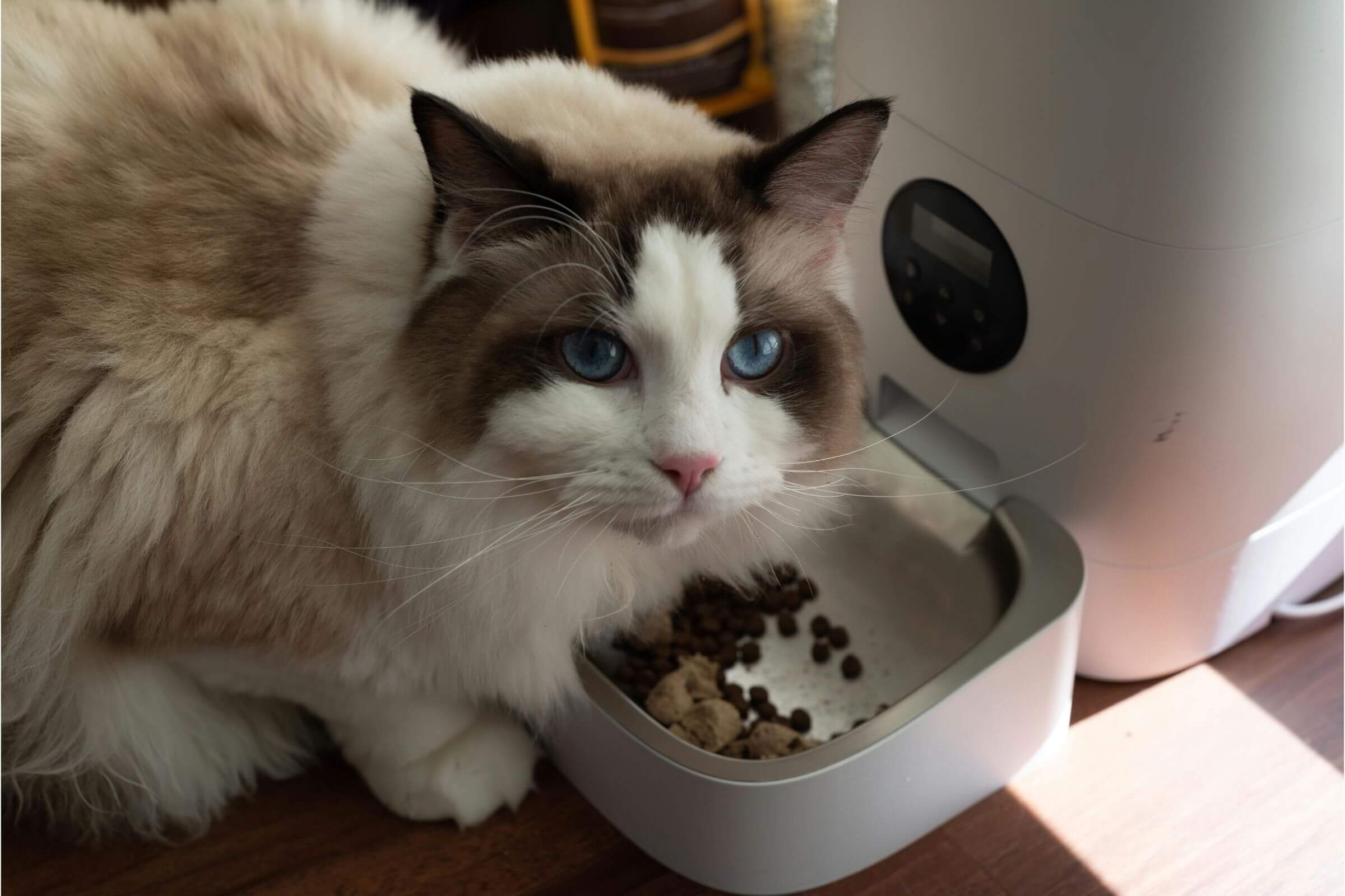 Gato com dificuldade para engolir: o que pode causar? clínica veterinária 24h