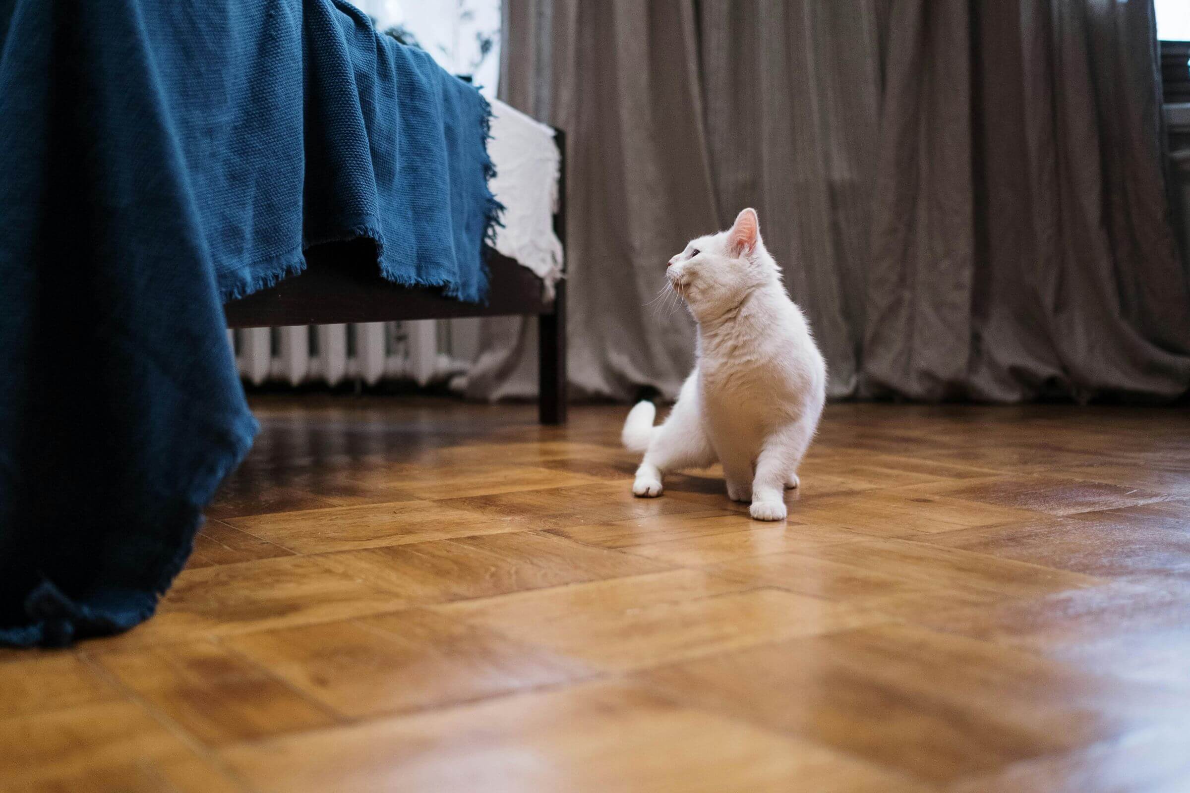 Gato idoso escorregando nas patas: é artrose? clínica veterinária 24h