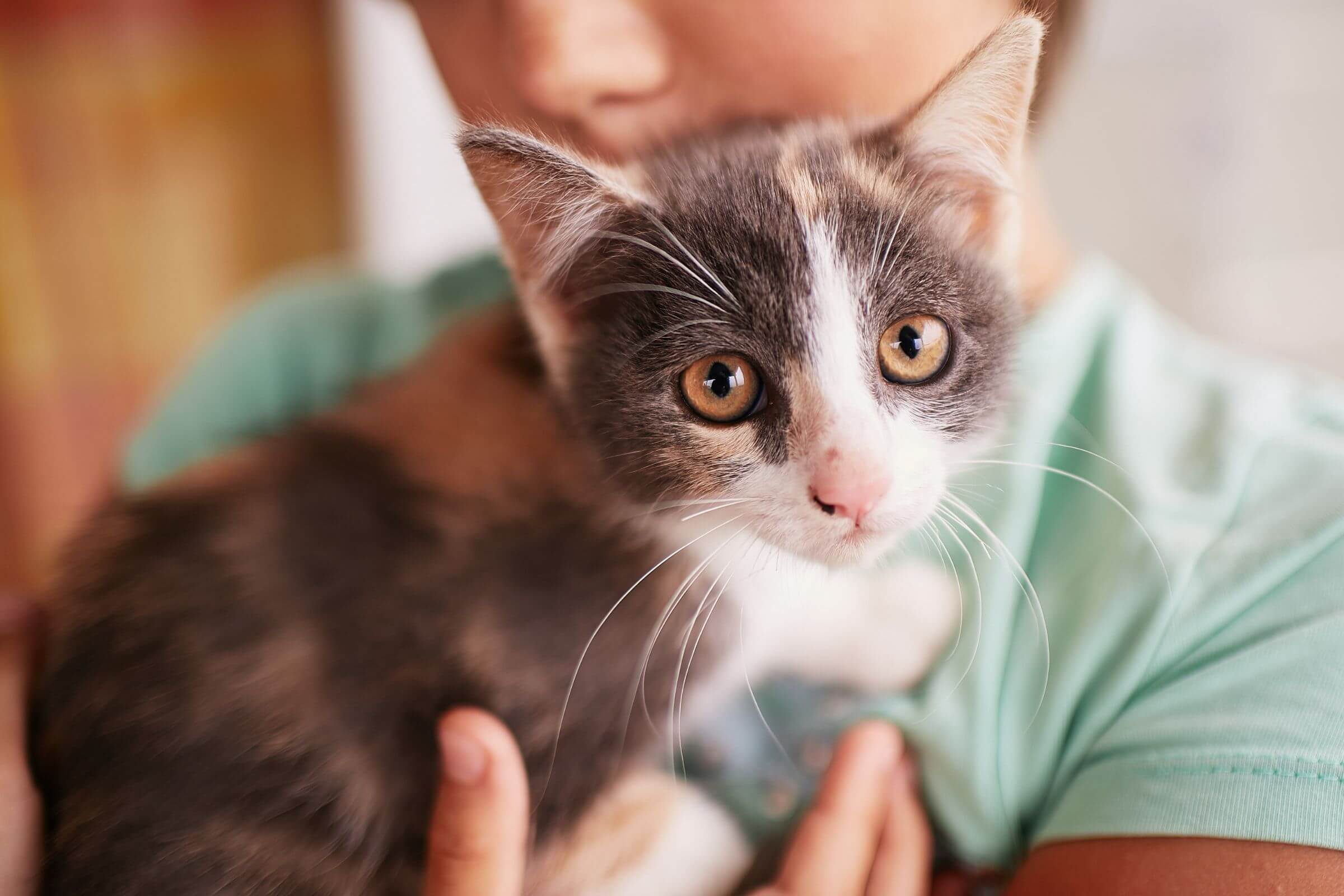 Febre em gato: como saber se ele está com febre? clínica veterinária 24h