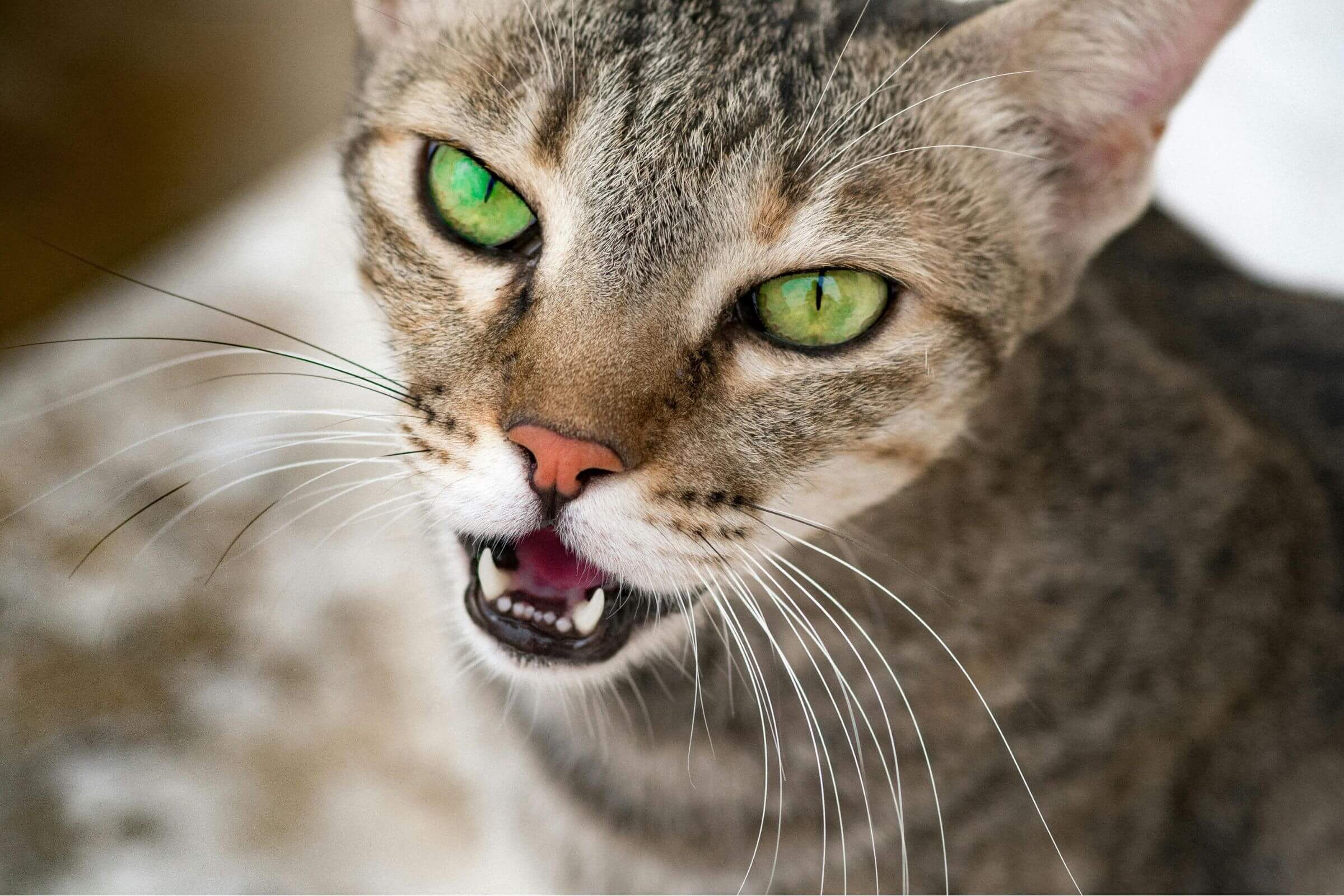 Gato com ferida na boca: pode ser estomatite? clínica veterinária 24h