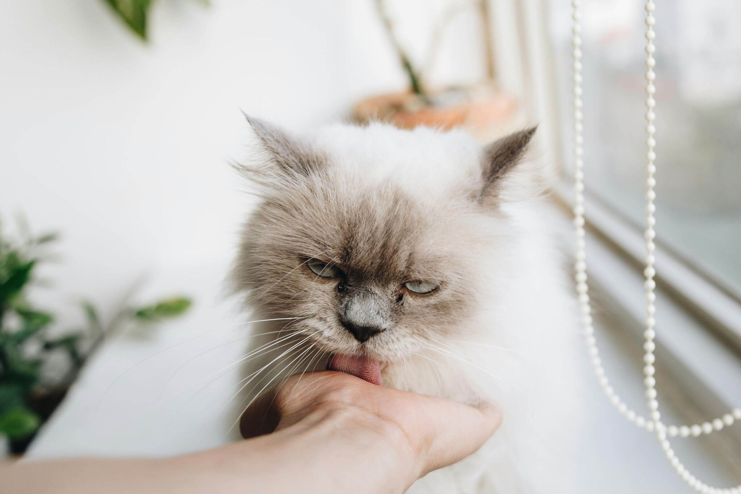 Por que os gatos lambem os tutores? clínica veterinária 24h