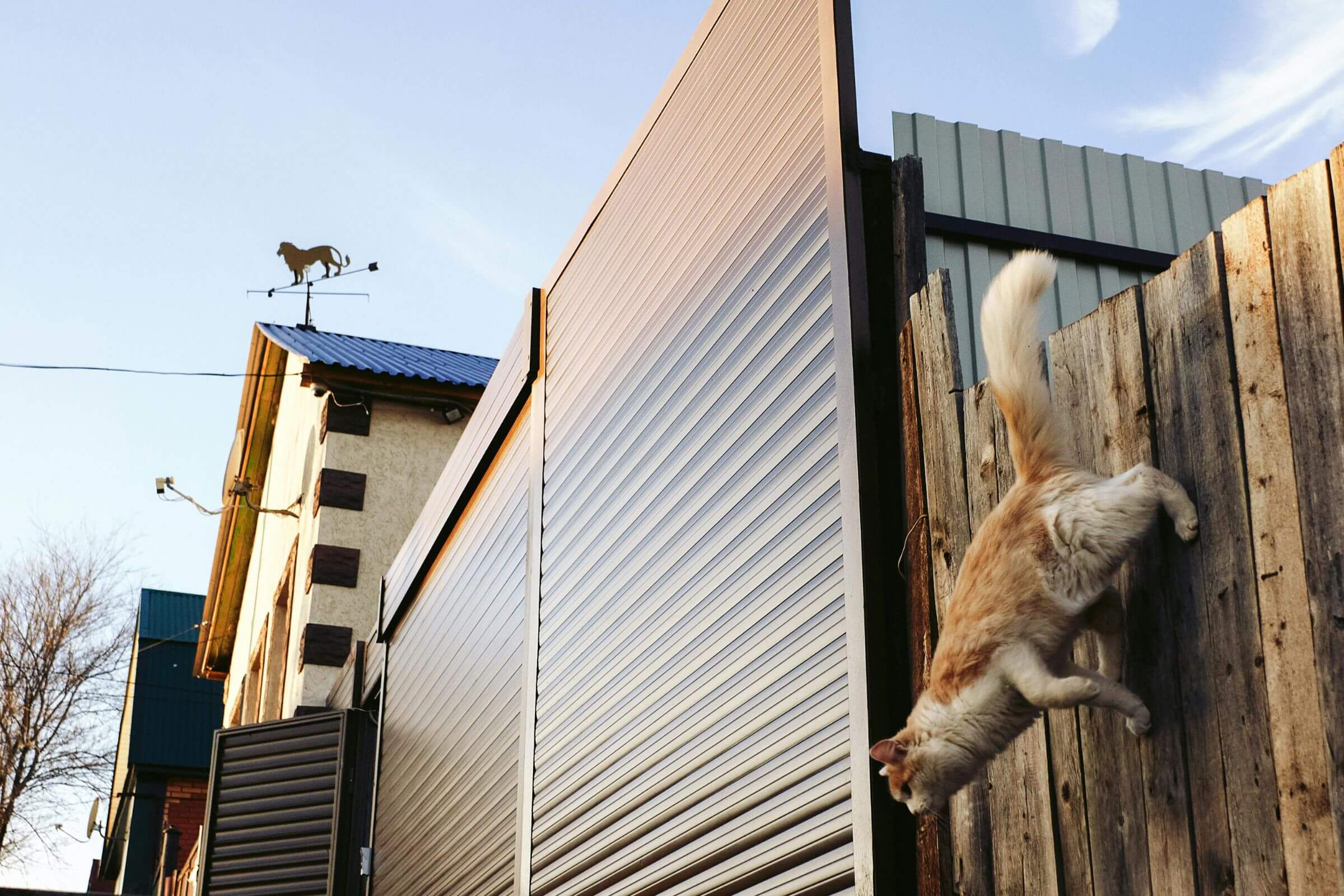 Gato pulou e agora manca: precisa de raio-x? clínica veterinária 24h