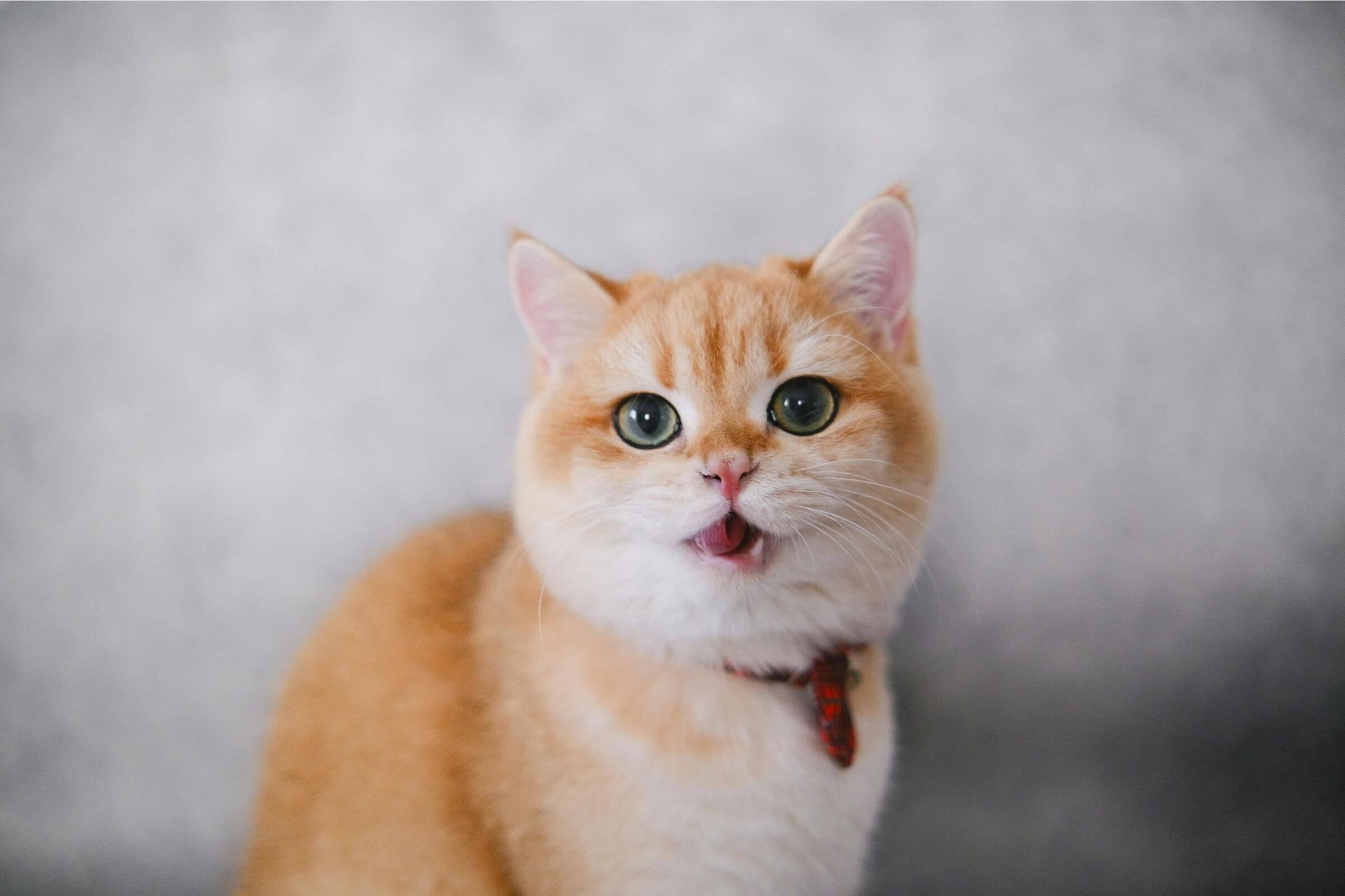 Gato que respira com a boca aberta: é urgência? clínica veterinária 24h