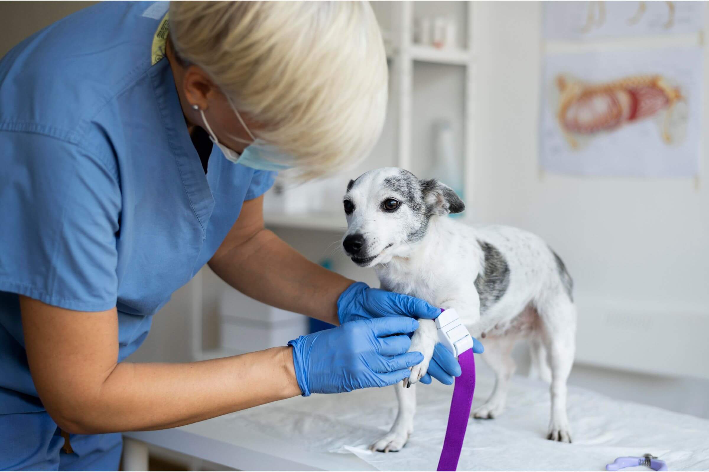 Como interpretar o hemograma do meu pet? clínica veterinária 24h