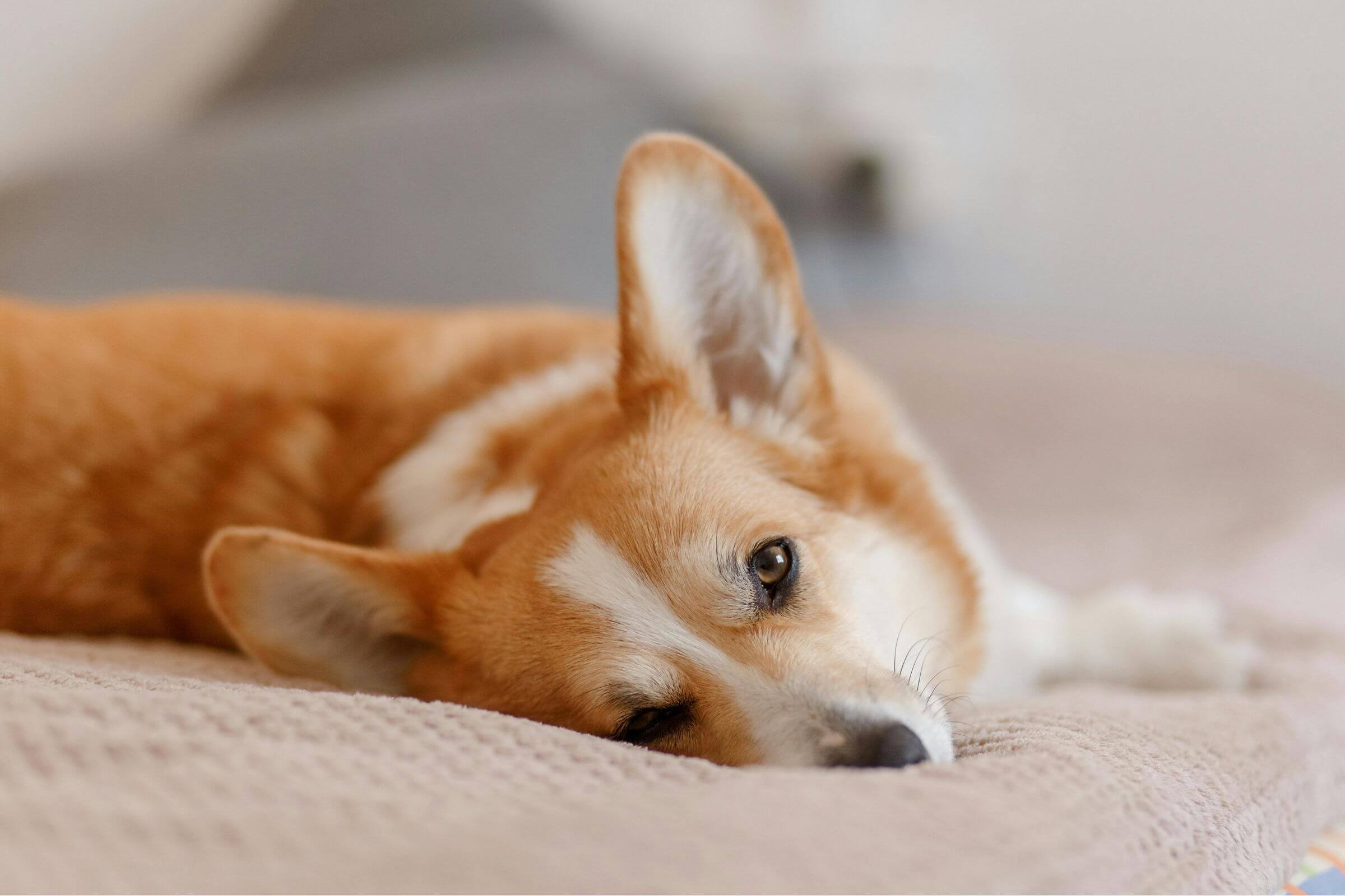 Posso dar ibuprofeno para cachorro? clínica veterinária 24h
